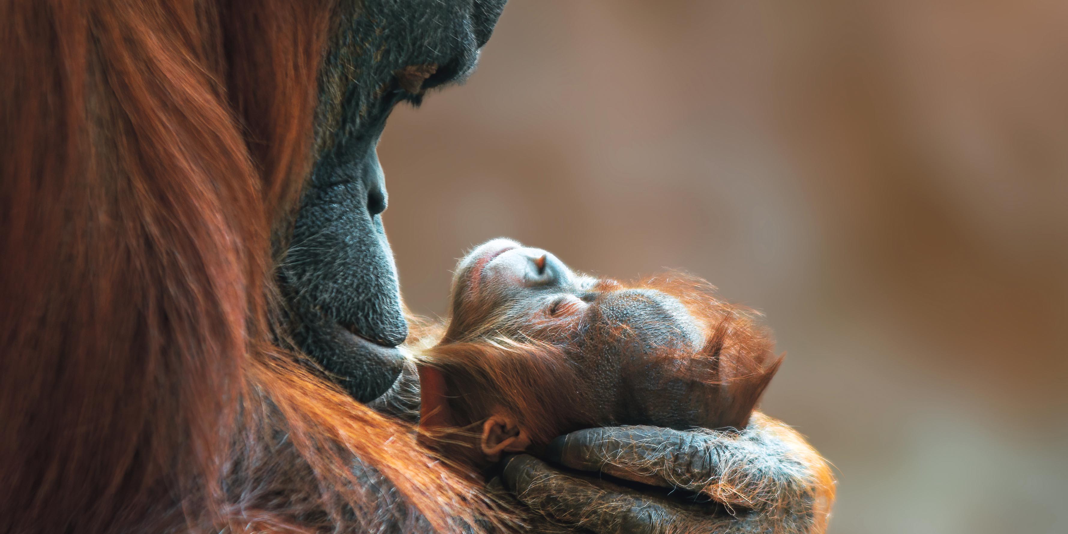 Recounting memories of the remarkable ape named Jenny who blew Charles Darwin’s mind