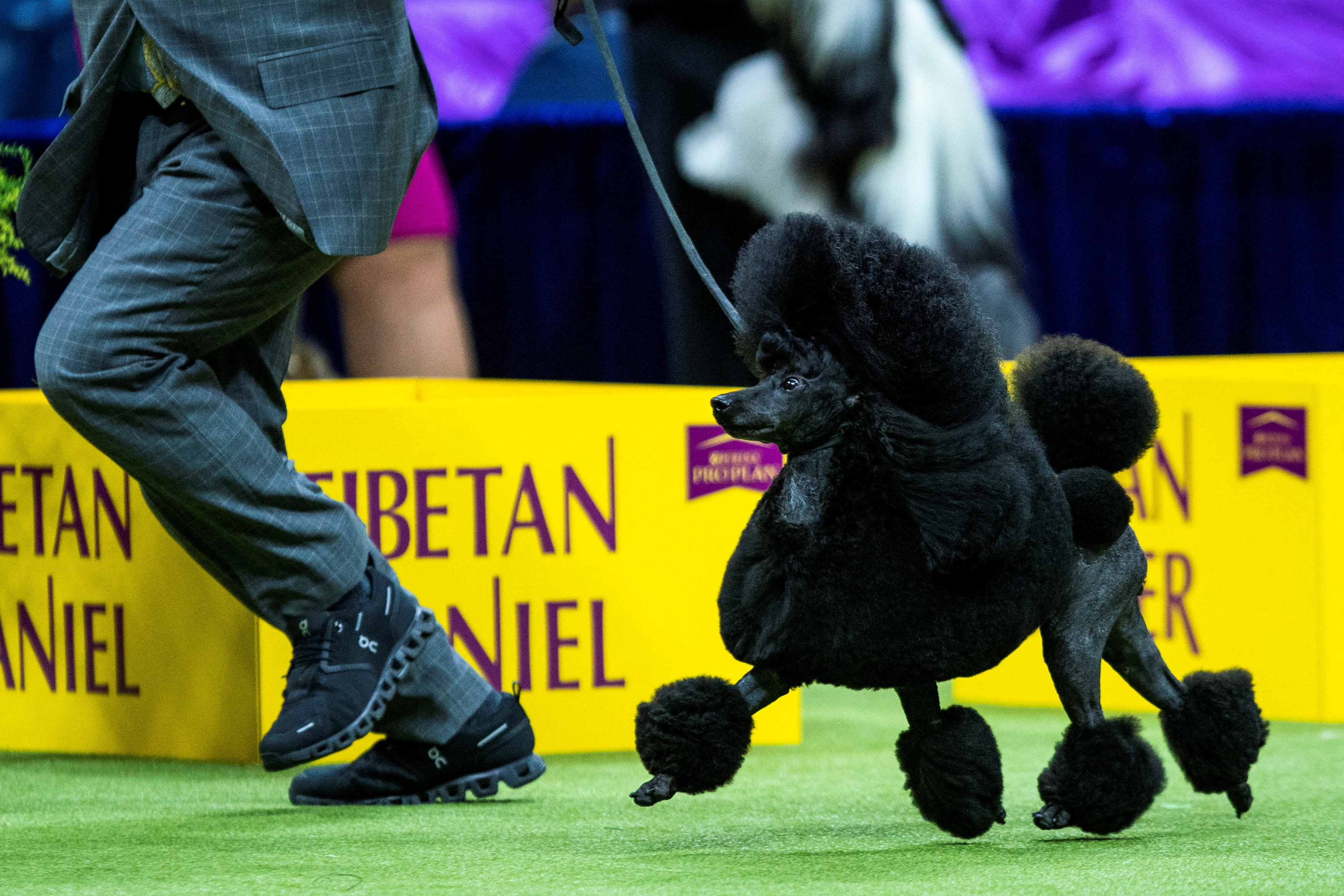 148th Westminster Kennel Club Dog Show, in New York