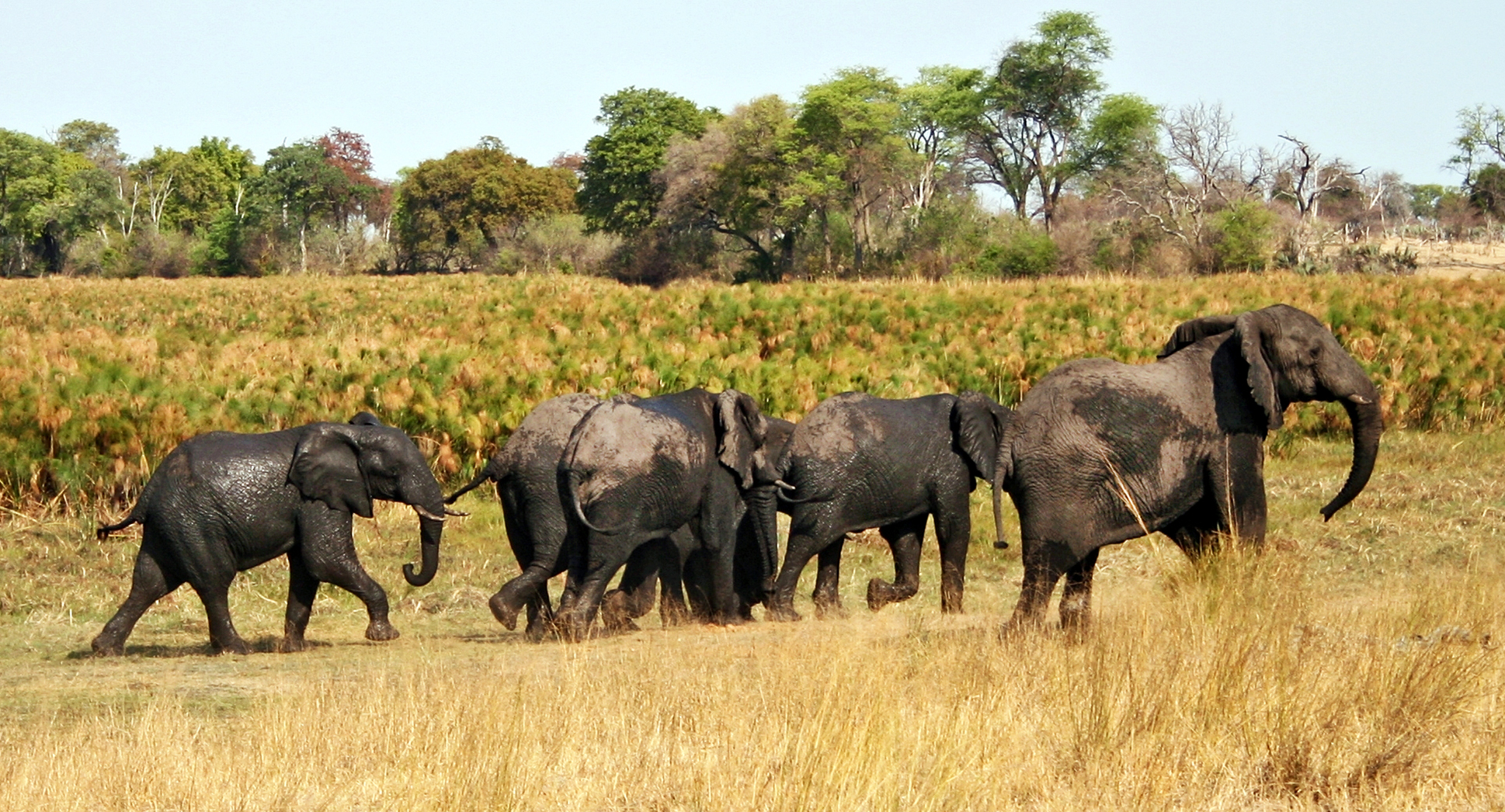 Biological vandalism— the world’s wild savannas may be doomed, but few pay attention