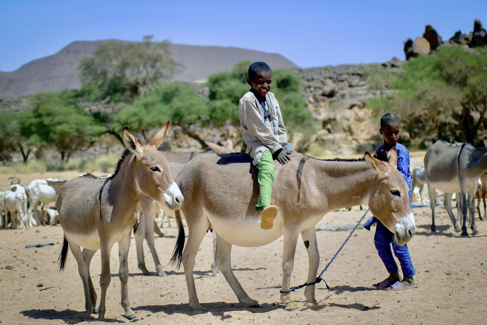 AU ban on cruel donkey skin trade a game-changer but enforcement challenges linger