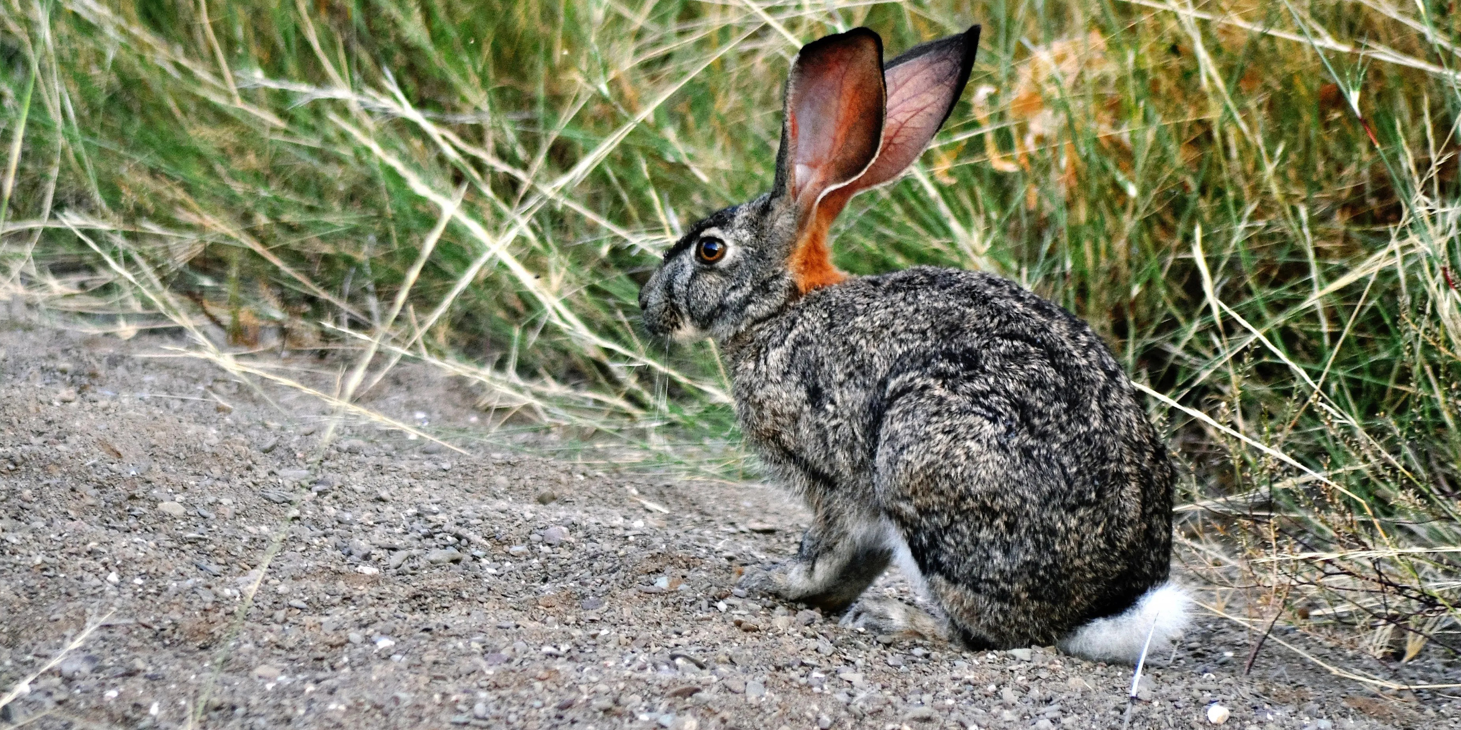 Reversing the Red — the battle to halt species extinction in South Africa