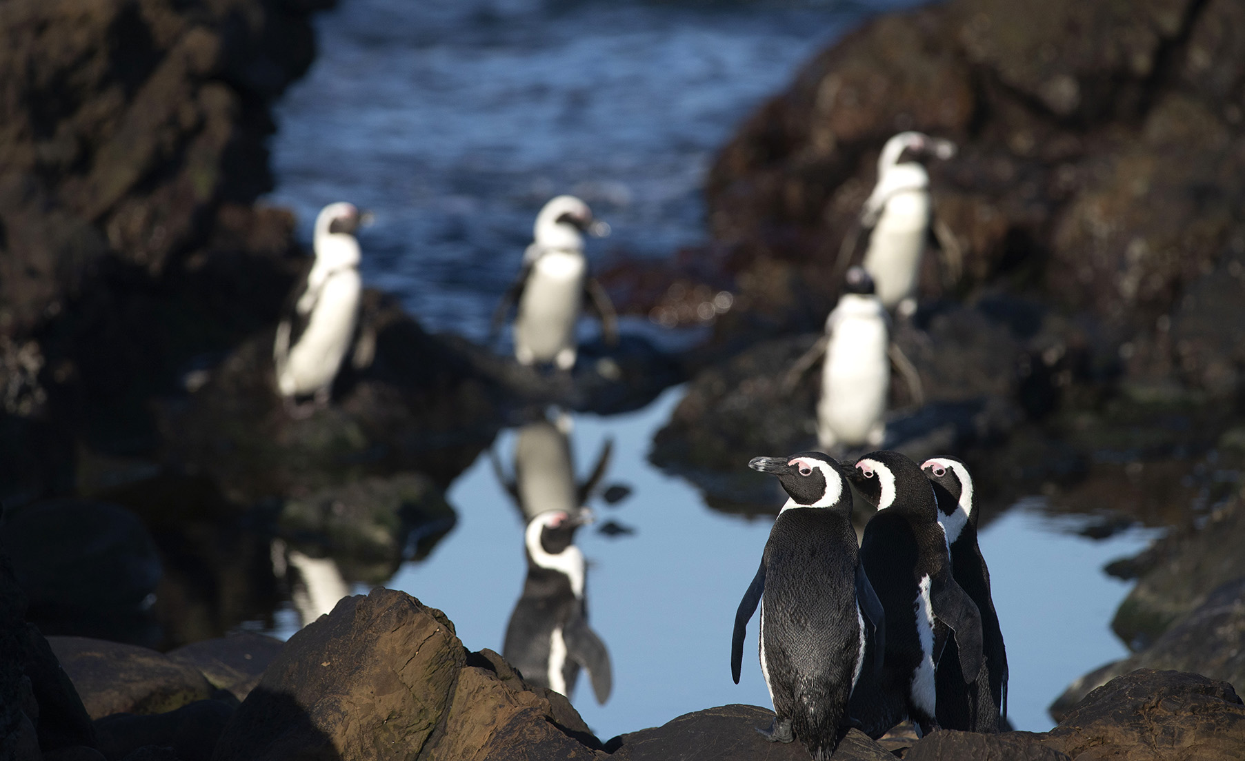 BirdLife and Sanccob take government to court over penguin feeding grounds