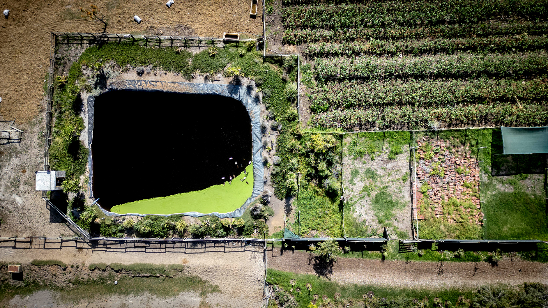 Green shoots — five new forests spring up in Cape Town