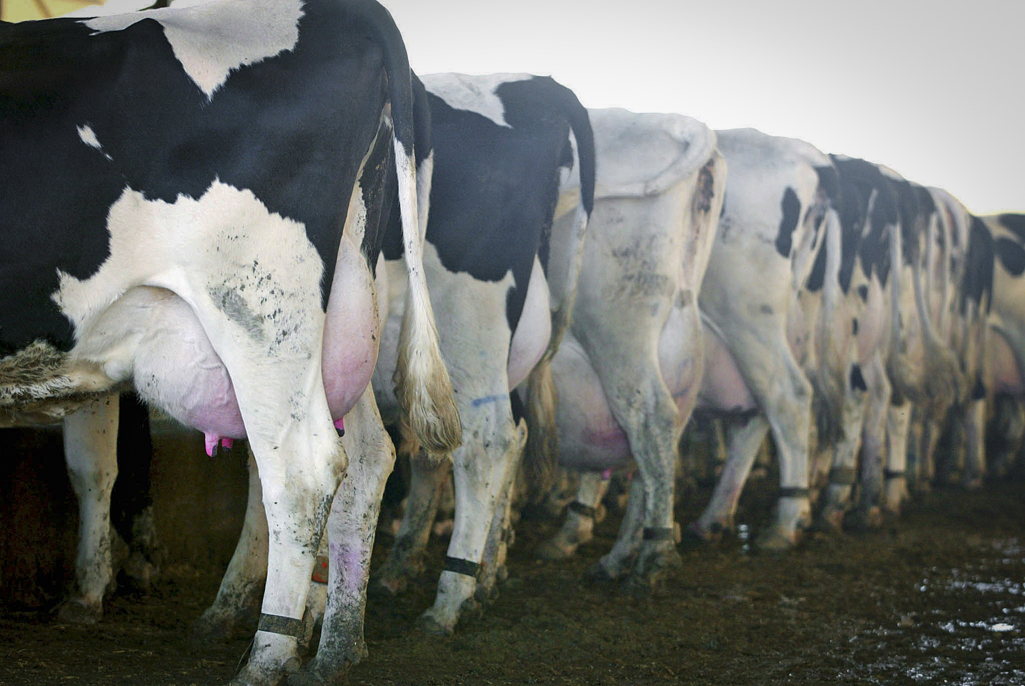 Dairy farmers unlikely to receive payment for milk worth millions after top transporter goes bust