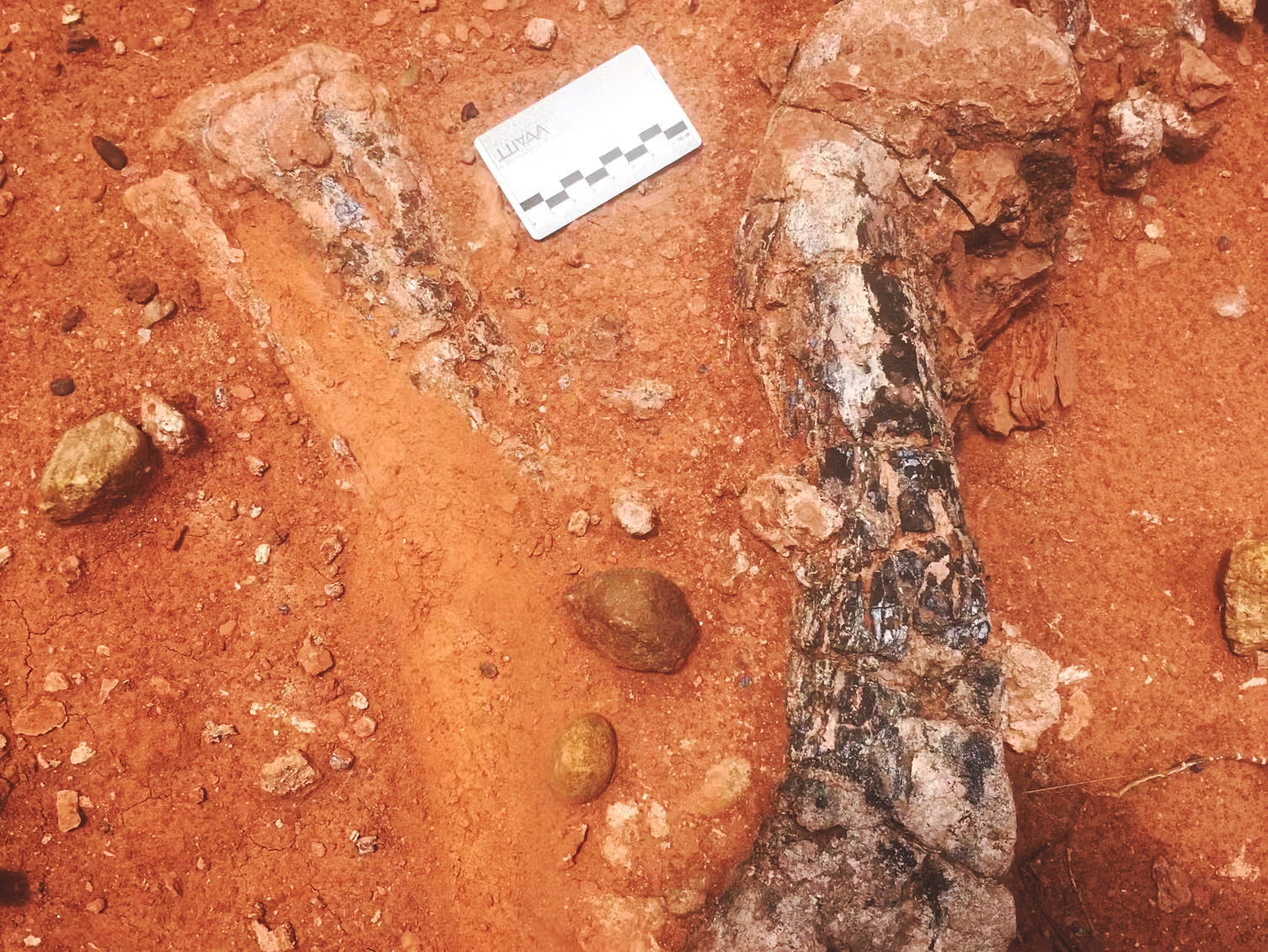 Dig into the deep past — how a houseboat helped us find Zimbabwe’s new dinosaur