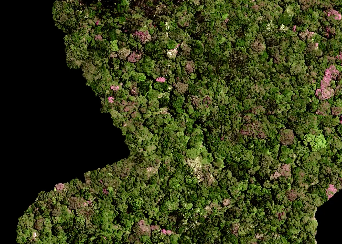 Searching for a female partner for the world’s ‘loneliest’ plant