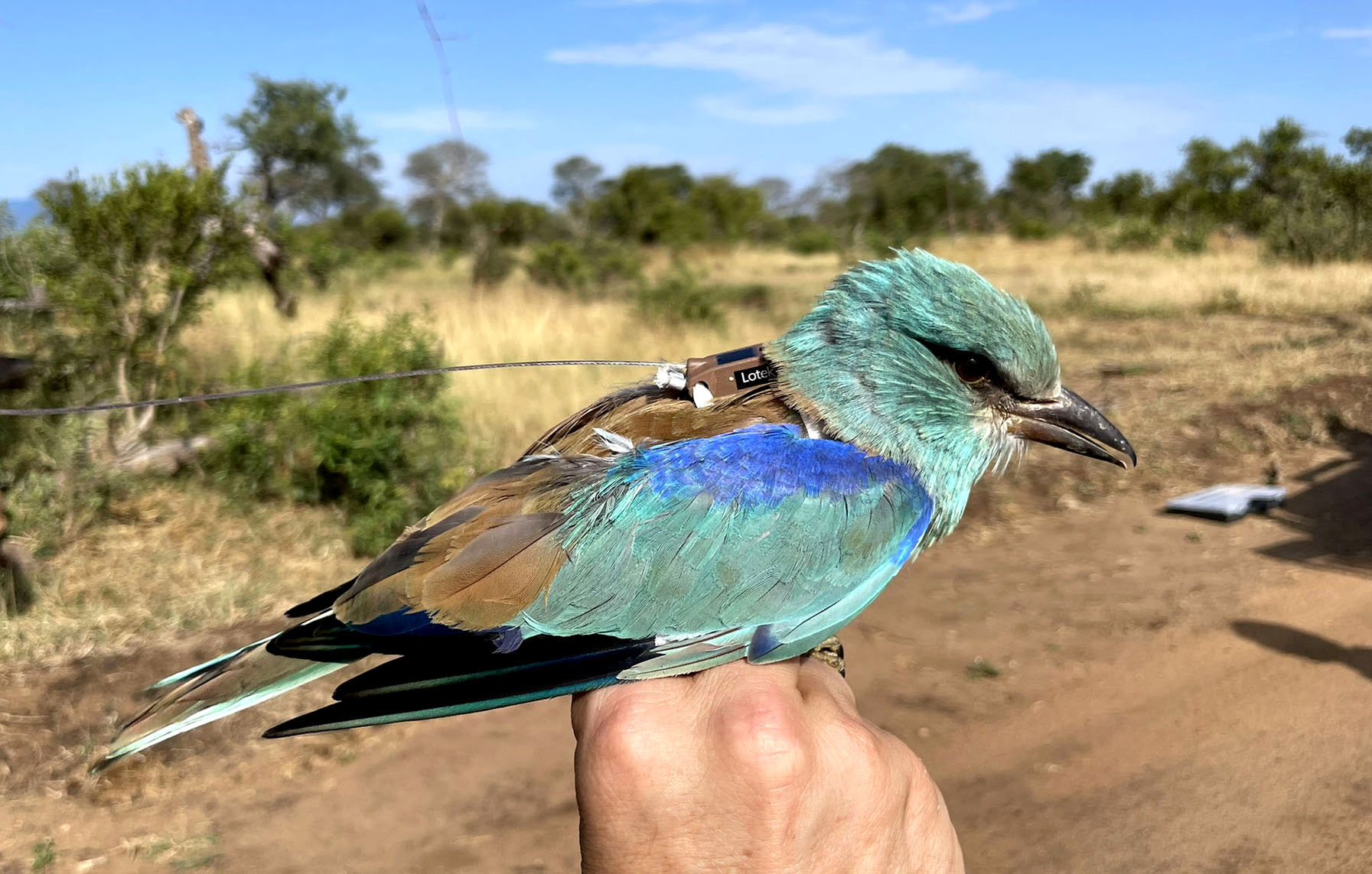 Miniature backpack traces remarkable journey of the ‘goddess of the skies’ – the European Roller