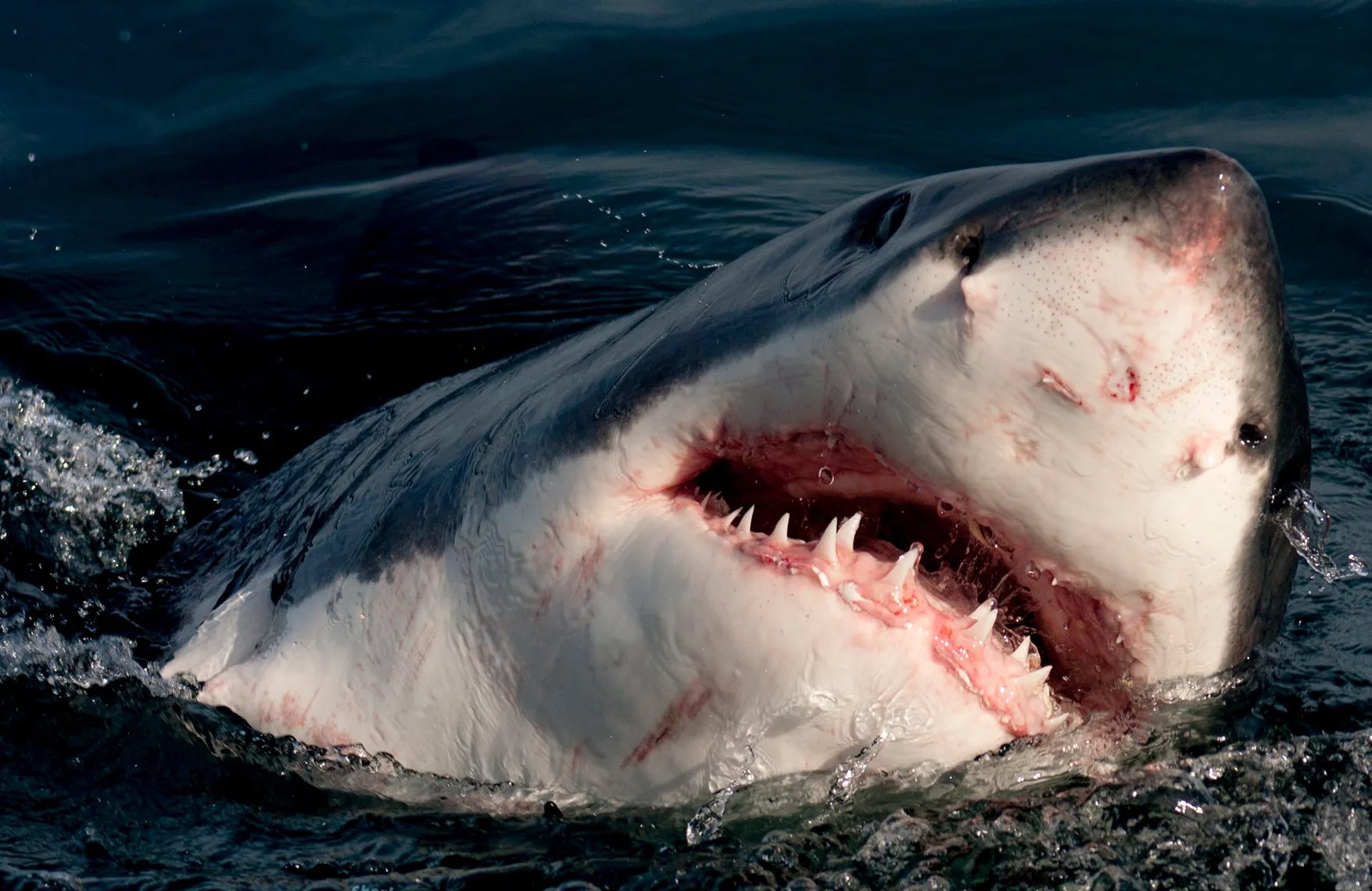 From Gansbaai to Indonesia: The astonishing 38,000km+ voyage of a misidentified white shark