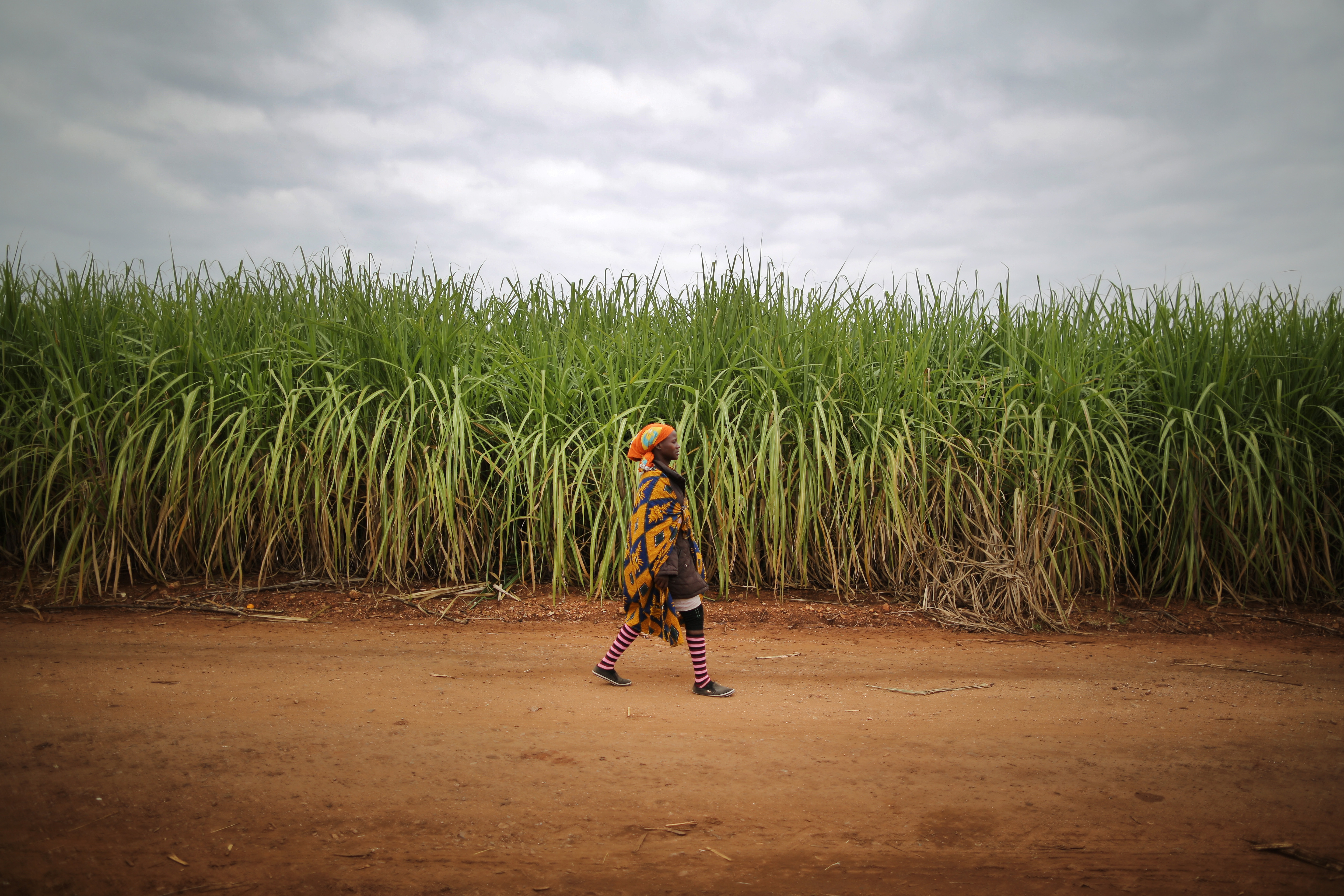 Sugarcane growers stand by claims of job losses linked to sugar tax