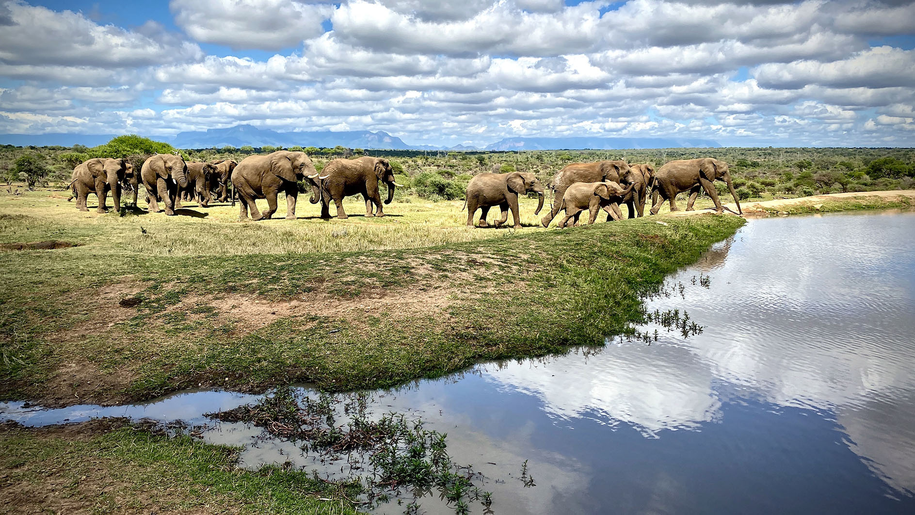 After the Bell: Southern Africa’s secret to elephant conservation success — it’s the economy, stupid