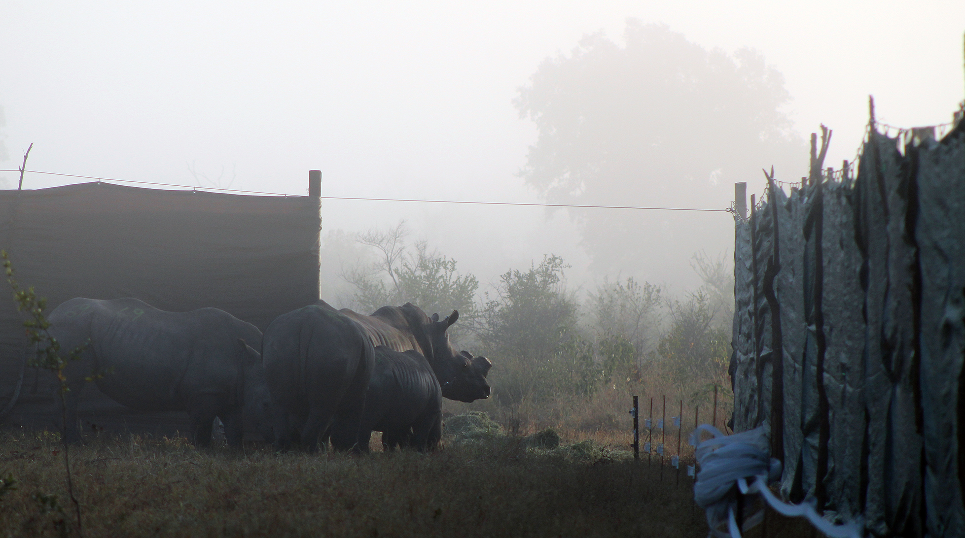 ‘Great day’ for conservation as rhinos reach safe haven in Greater Kruger as part of rewilding project