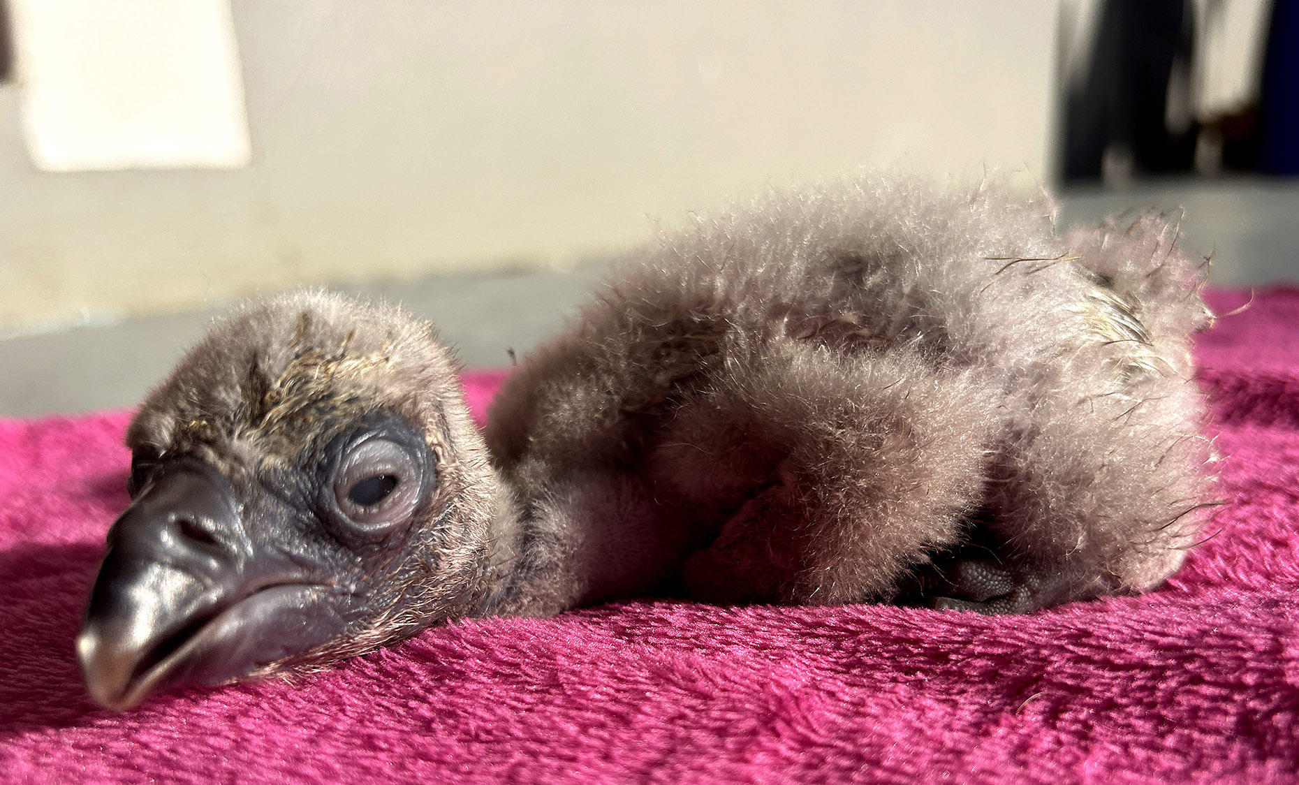 First endangered Cape Vulture chick hatches in captivity in the Eastern Cape 