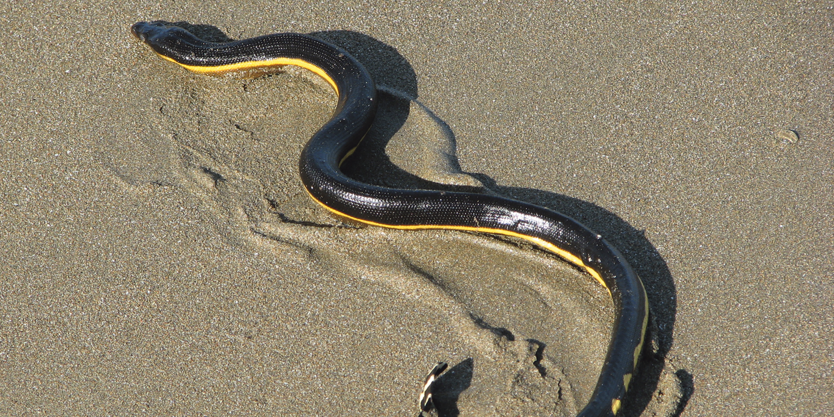 Venomous sea snakes suffering from ‘cold shock’ wash up on SA beaches