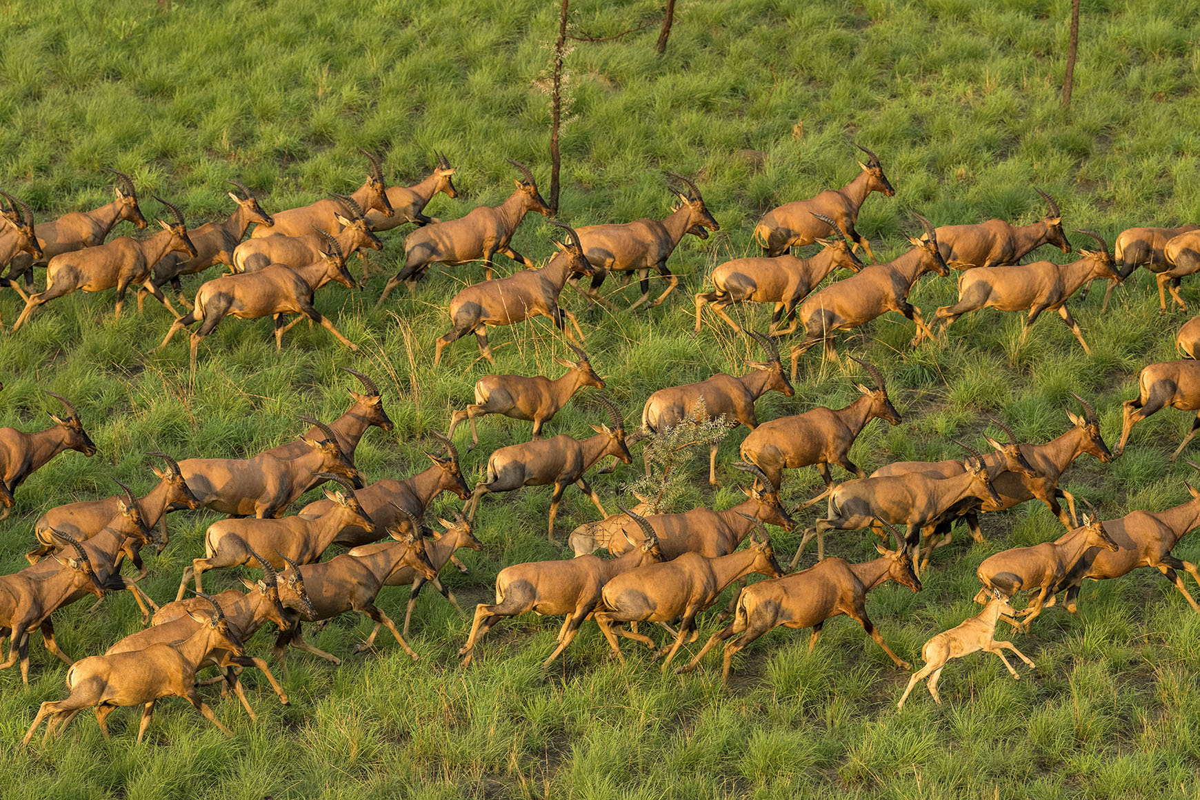 The greatest land mammal migration on Earth is taking place – and it’s not the Serengeti