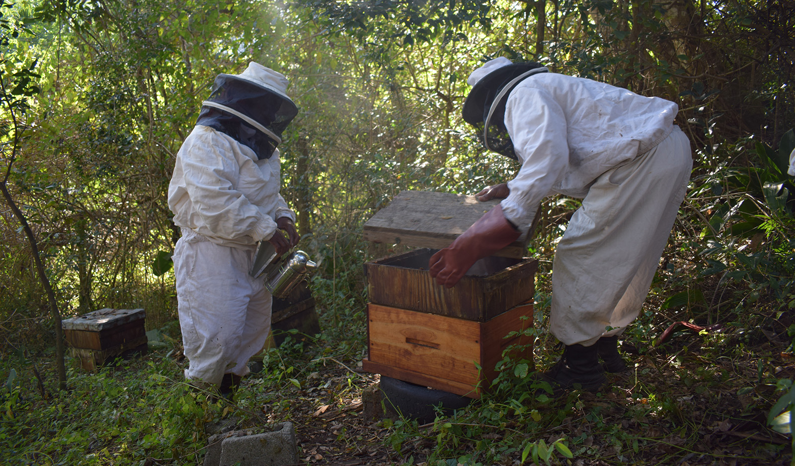 Meet the intrepid beekeepers of the Wild Coast mangrove forests