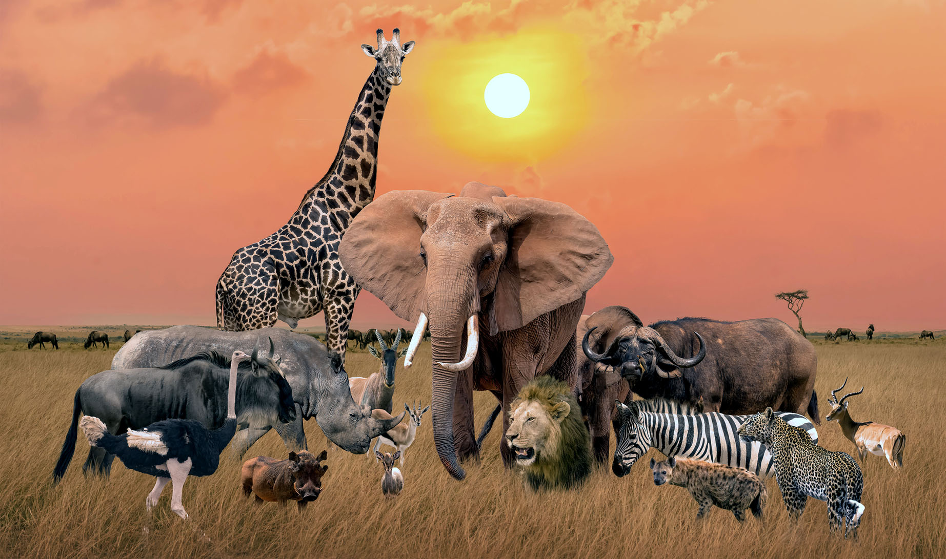 Sweeping new wildlife plan must go back to the drawing board, say NGOs