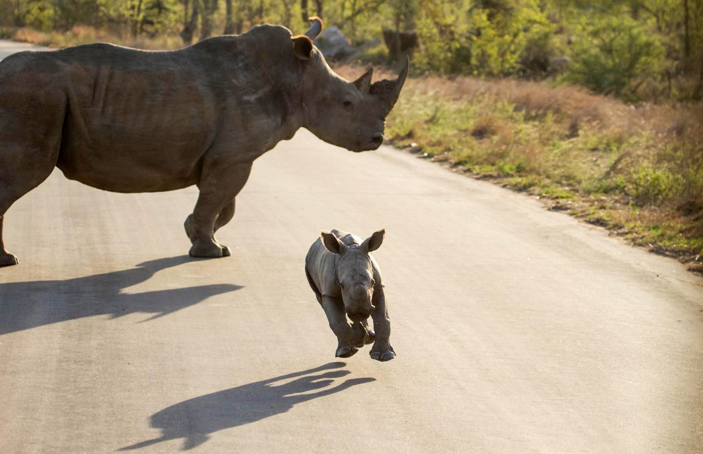 From panic to partnerships: New thinking on people and poaching