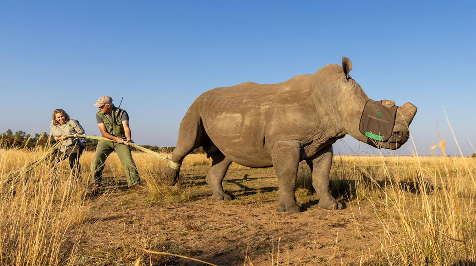 ‘An overwhelmingly emotional experience’ — the rewilding of 120 rhinos