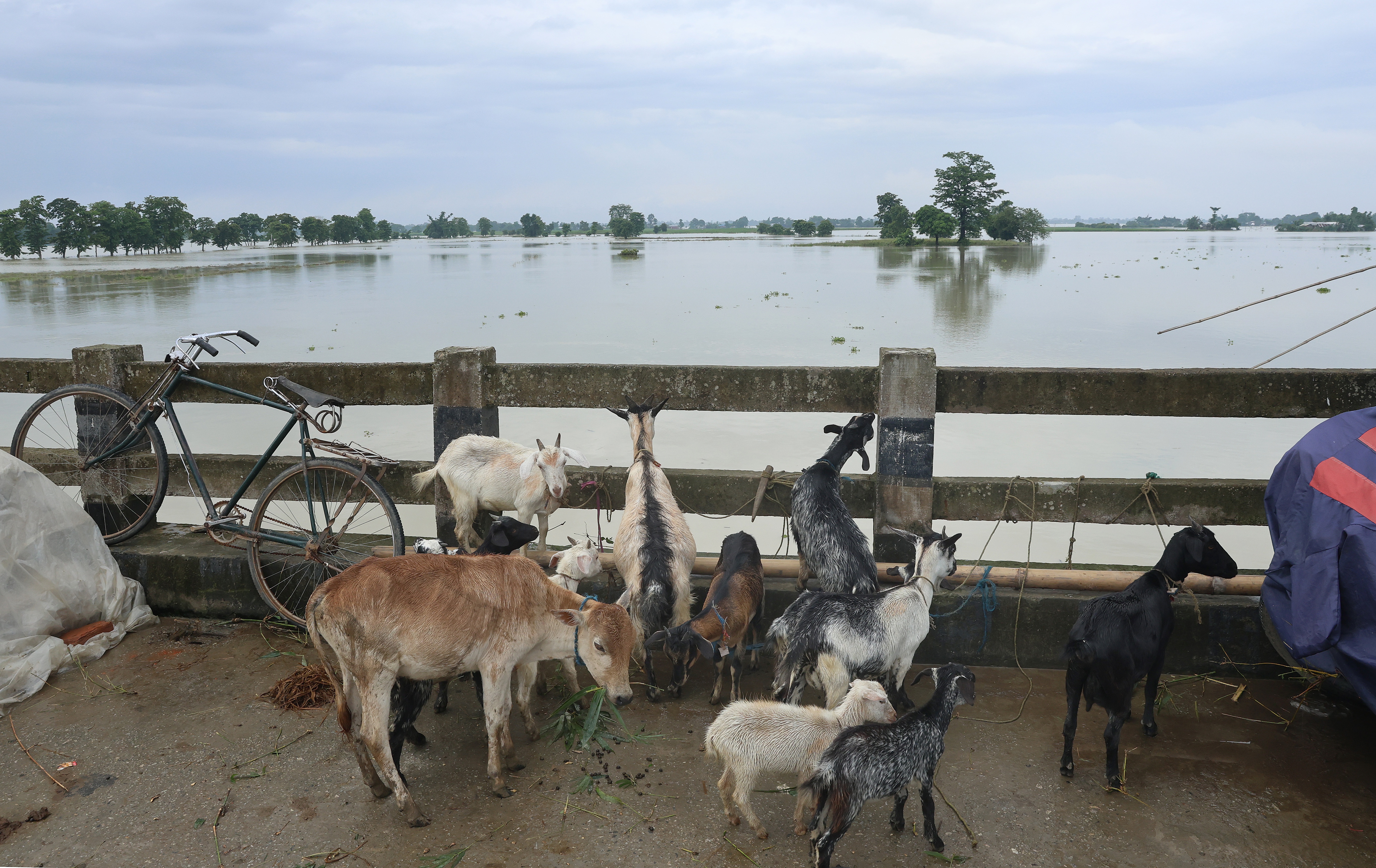 Flood situation in Assam deteriorates as Brahmaputra River flows above danger level