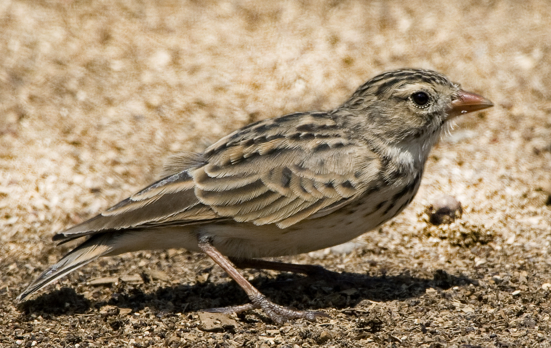 Botha’s Lark – SA’s most threatened terrestrial bird species likely to become extinct as early as 2025