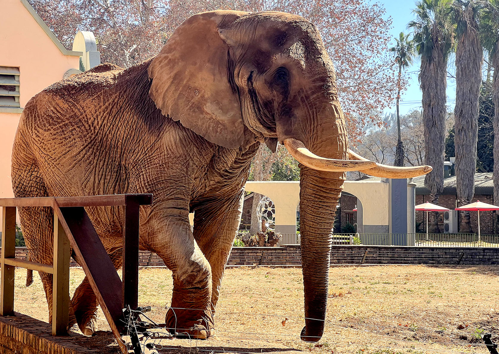 Charlie, Pretoria's last zoo elephant, released back into nature after 43 years of captivity