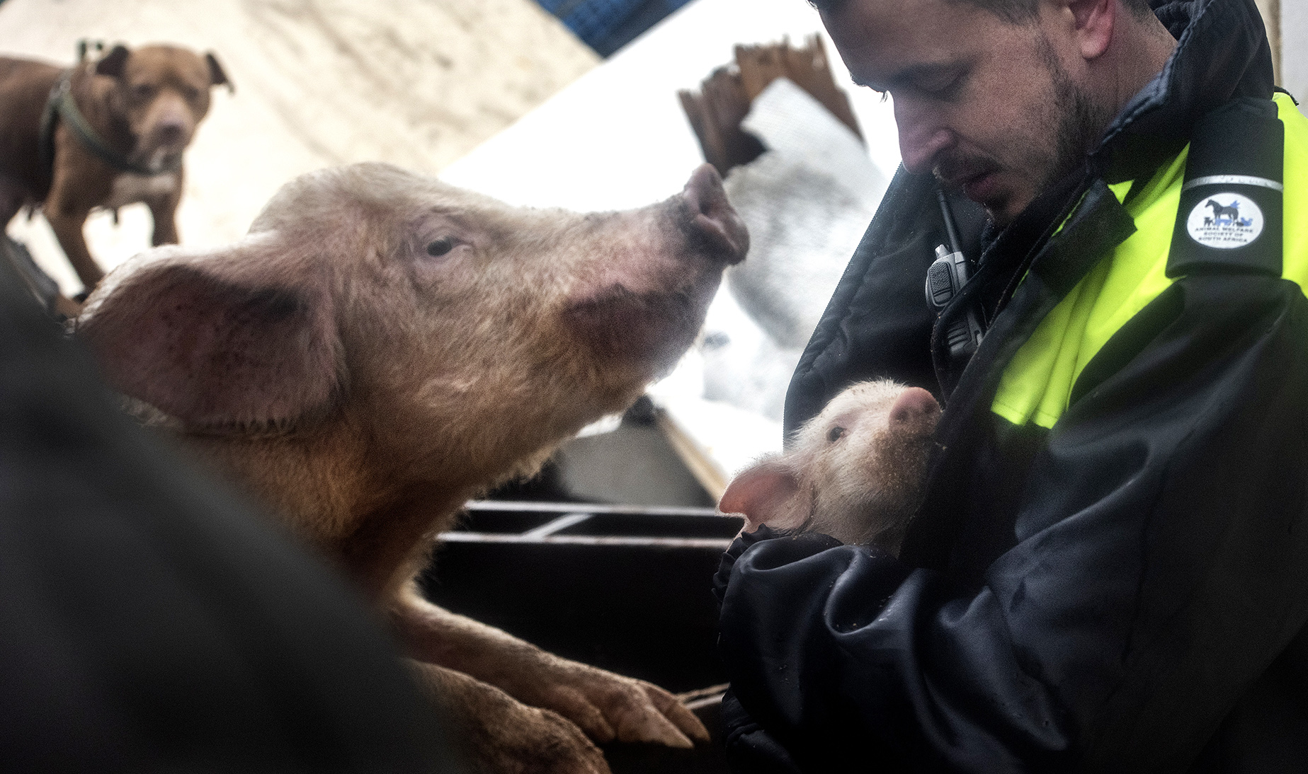 Western Cape storms and floods take grim toll on animals