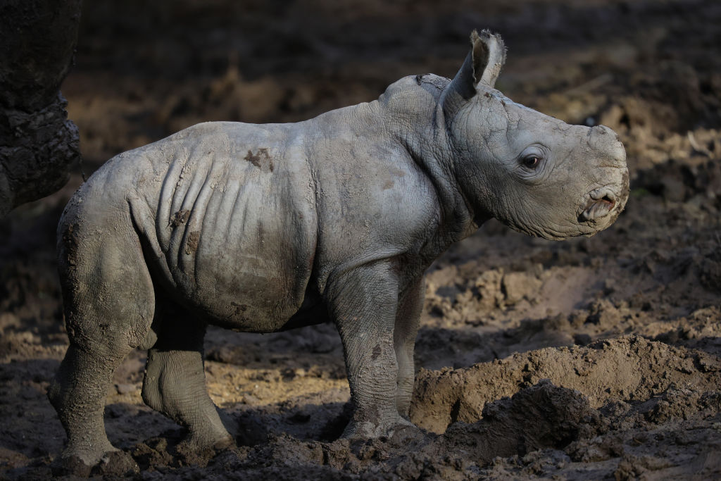 The newborn white rhino you have to see, and more from around the world