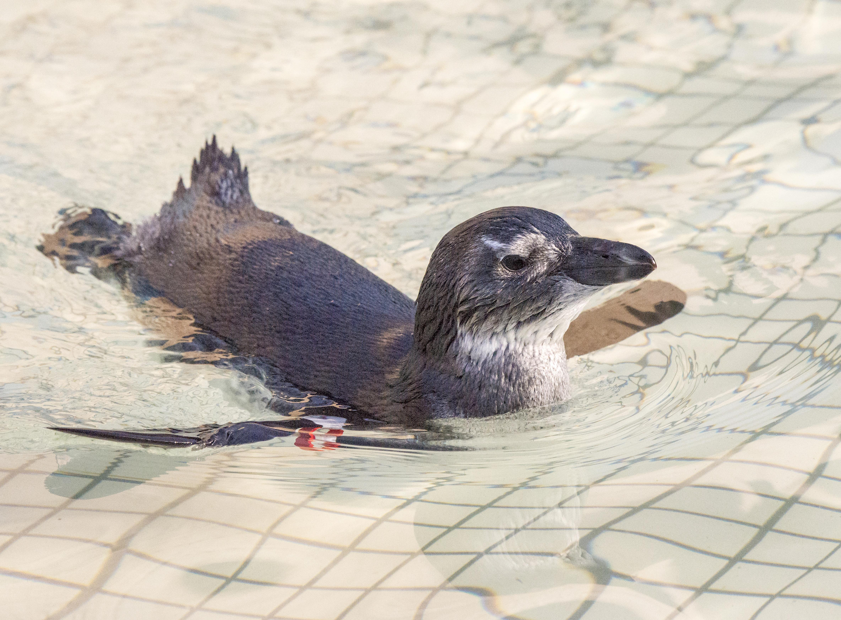 'Critically endangered' - Latest science confirms plummeting African penguin population