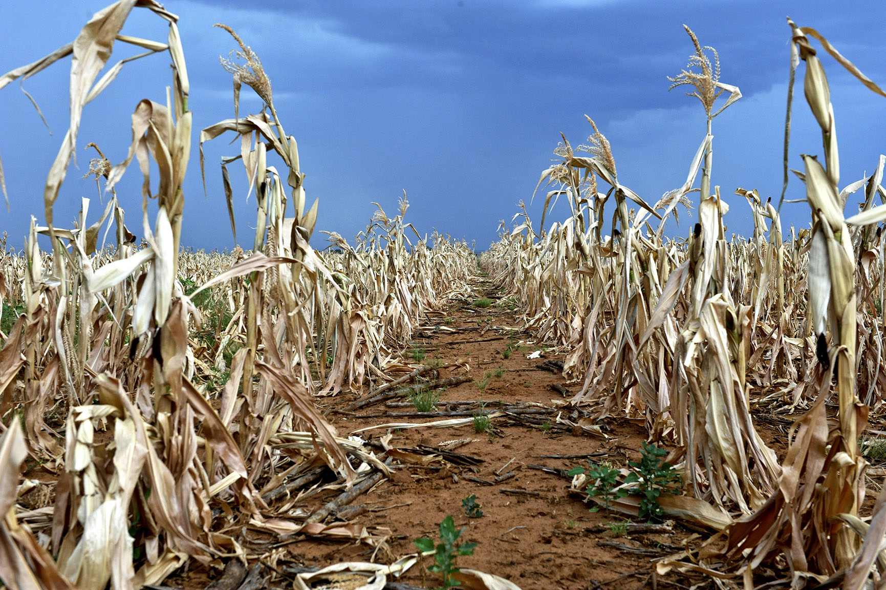 South Africa’s unity government could build a united front on a just transition