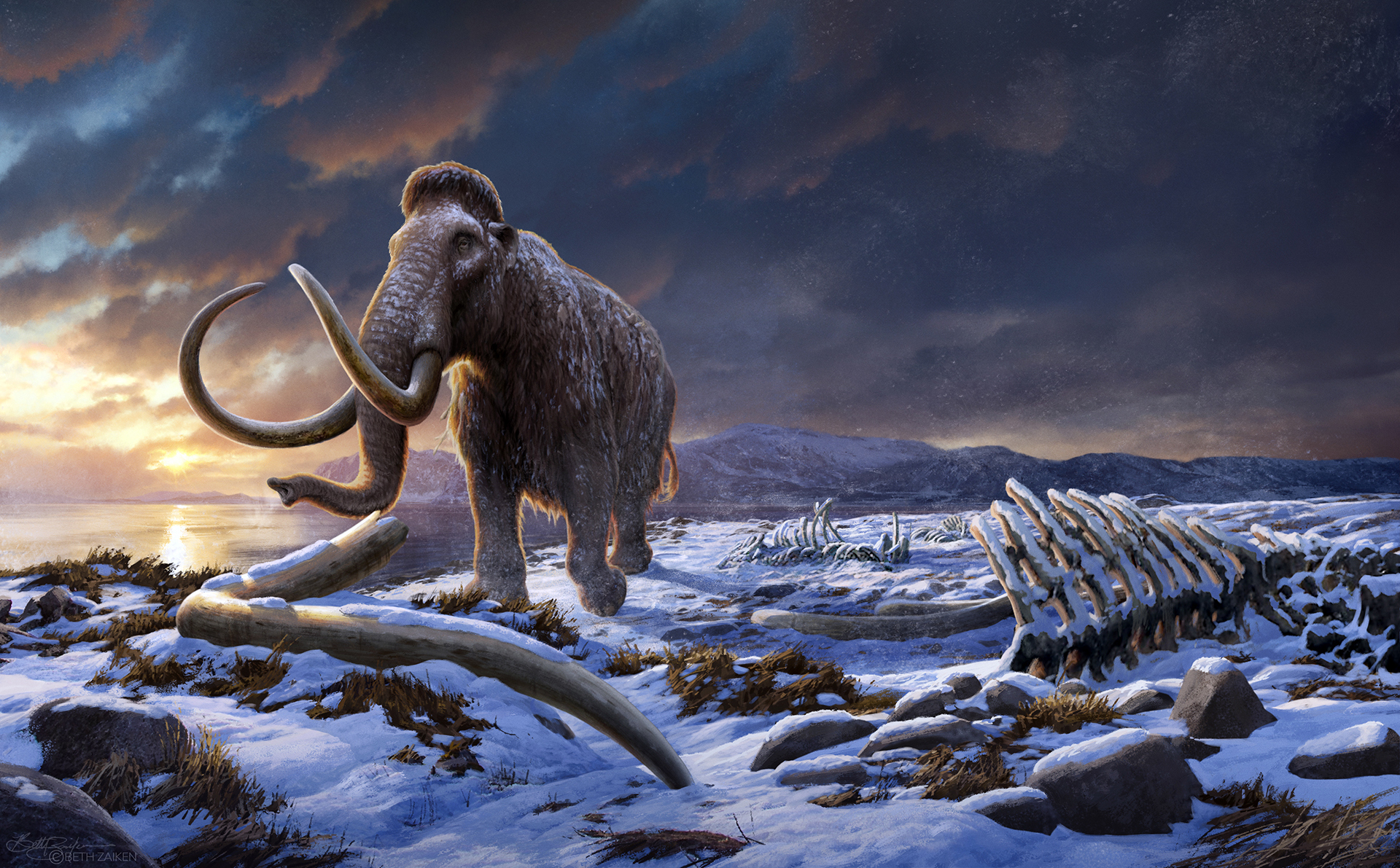 Scientists build first 3D genome of extinct animal using freeze-dried woolly mammoth