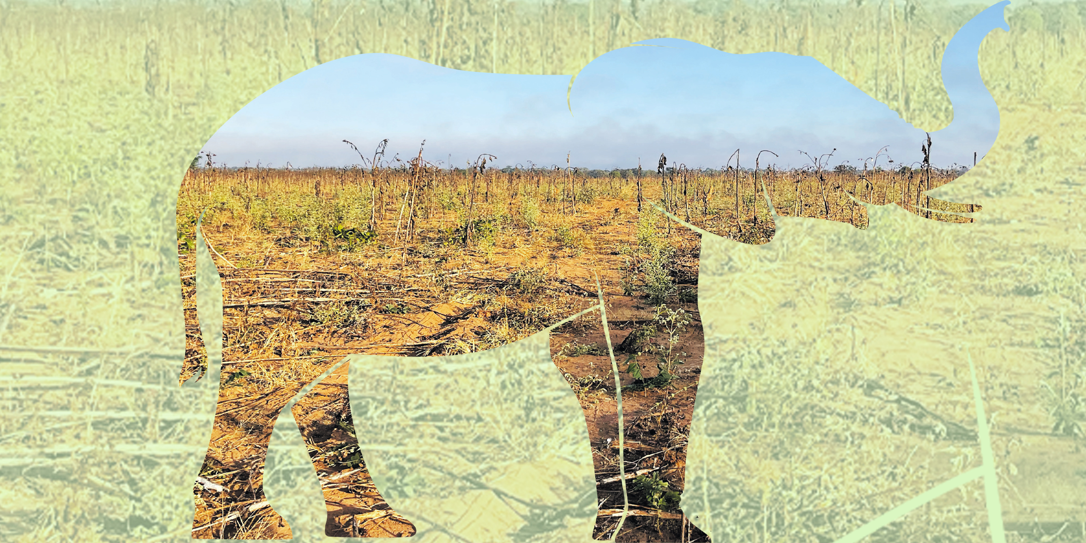 How a botched elephant translocation in Malawi unleashed a landscape of fear and loathing