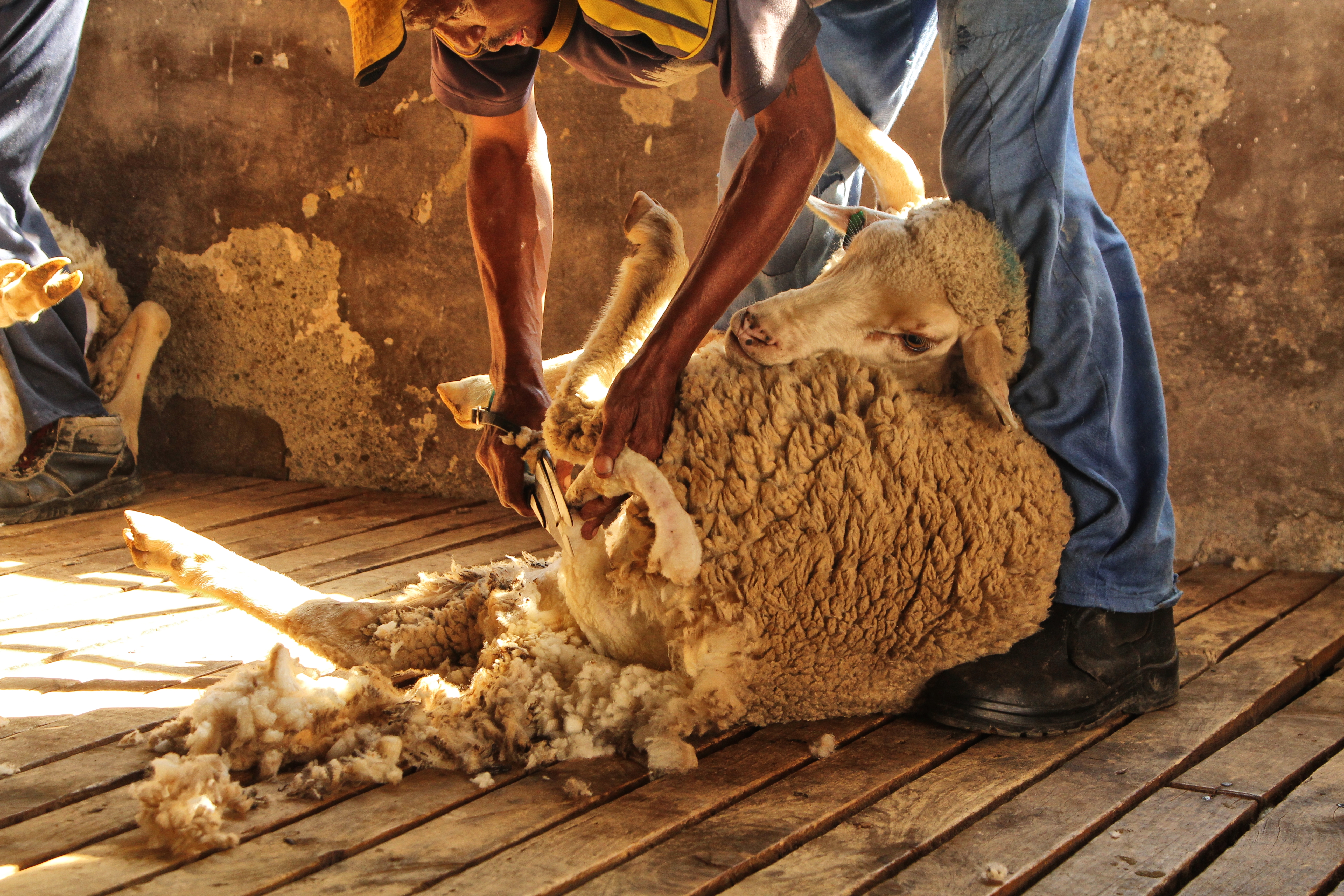 Karoo Keepsakes – Bull Dancing, Line Dancing, Sea Cowboys, Coldstream Guards & the Magic of a Shearing Shed