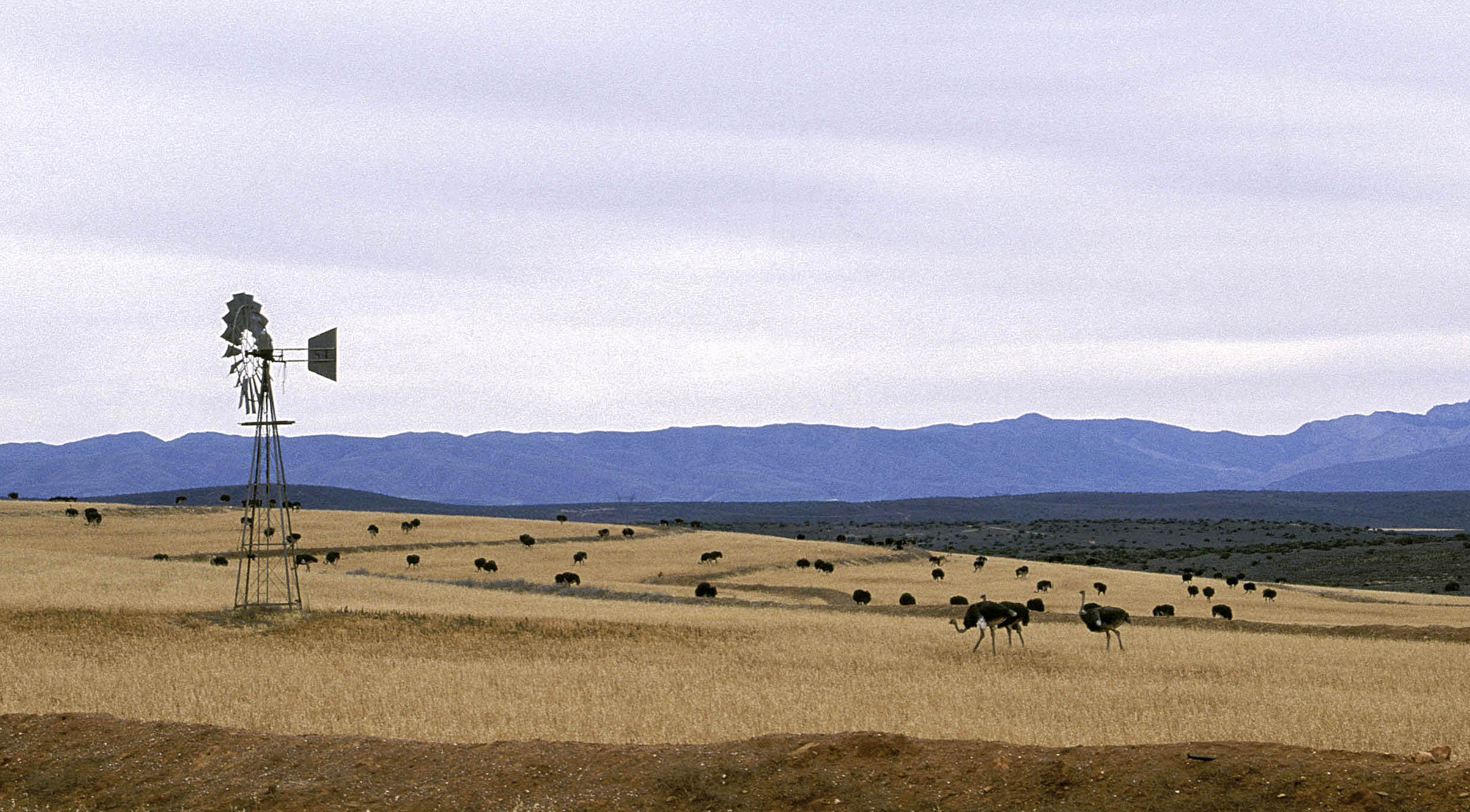 Ramaphosa's land reform commitment: a path to empowering South Africa's agricultural sector