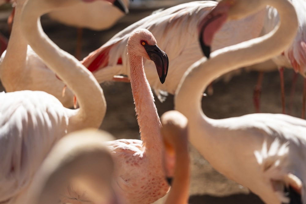 Joburg Zoo's Lesser flamingos, and more from around the world