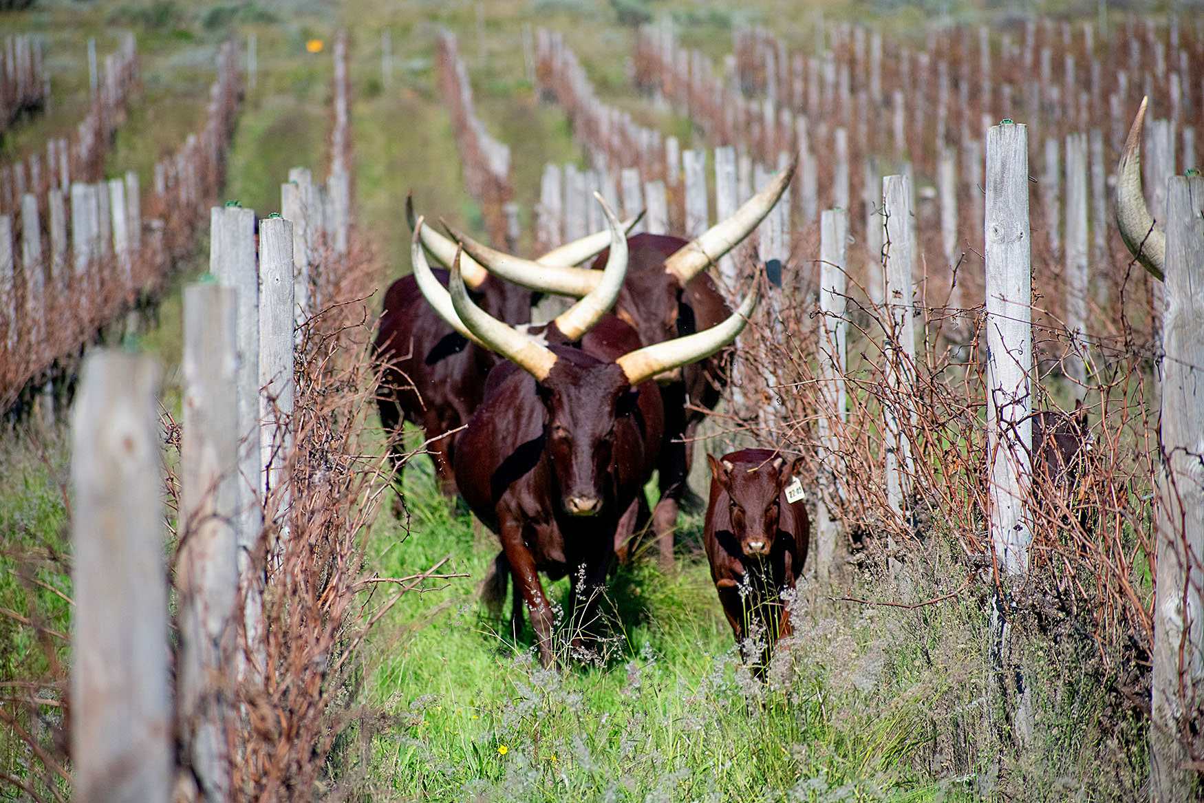 Moo-ving away from chemicals – Winemakers show how ancient wisdom can improve what's in the glass