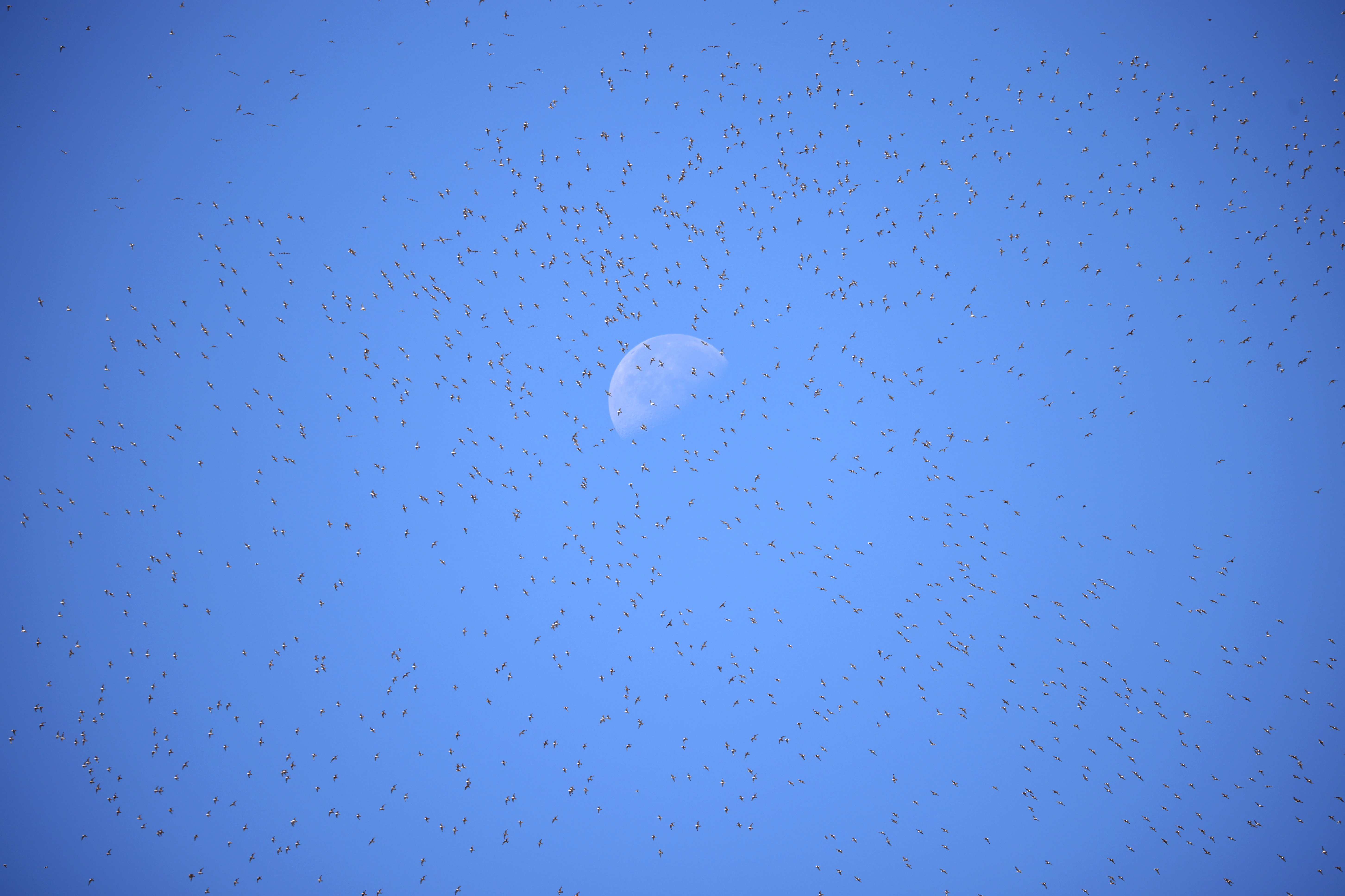 Thousands of wading birds jostle during high tide, and more from around the world