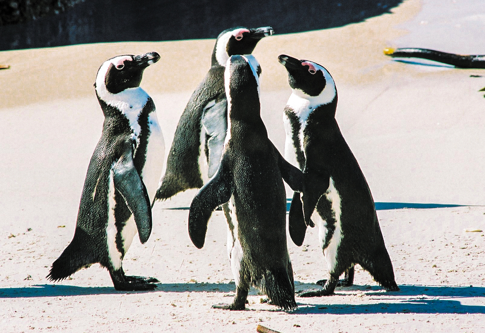 Proposed measures to protect penguins would cripple R5.5-billion fishing industry, court told