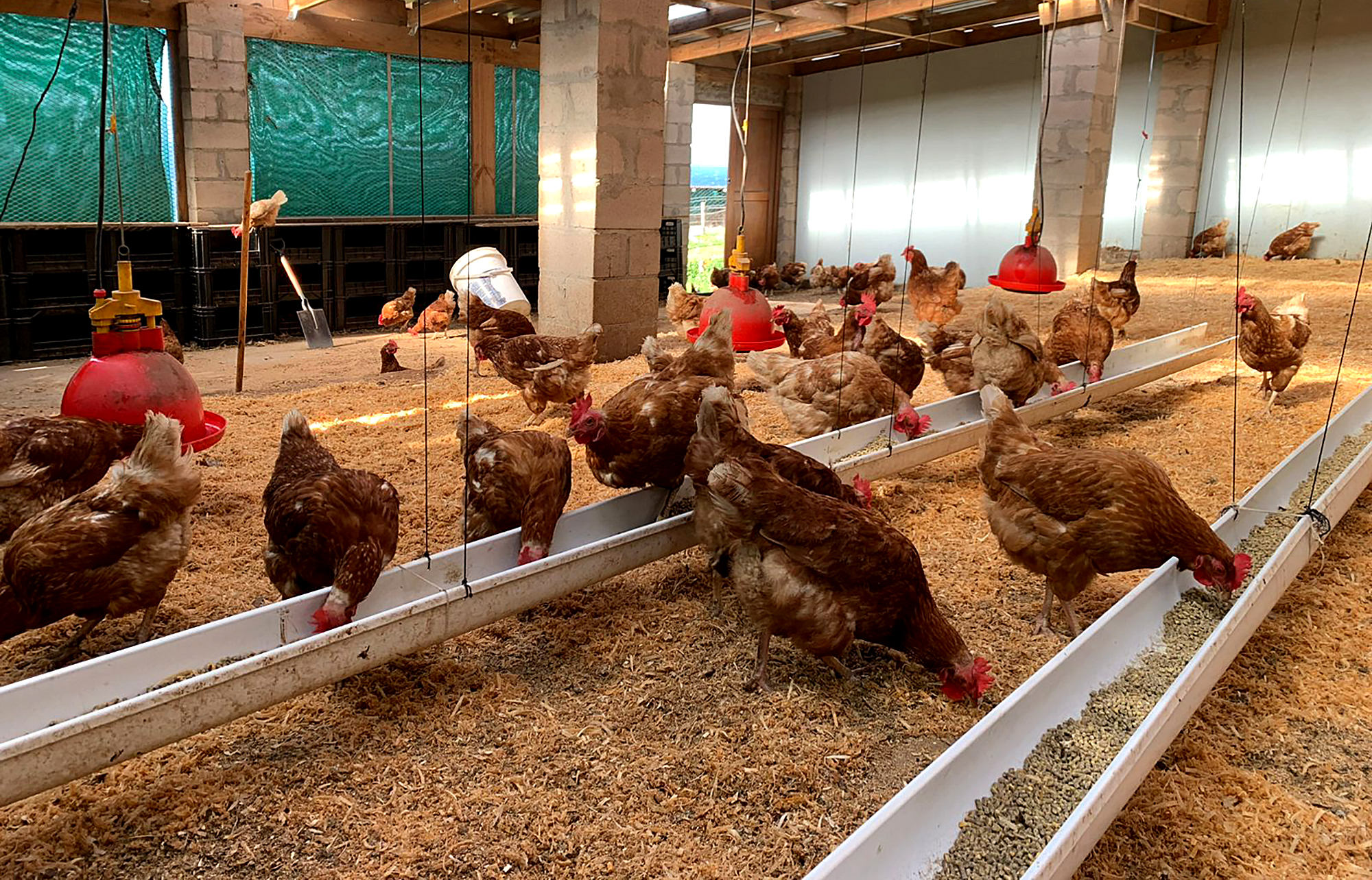 READY TO FLY: Chicken exporters say state delays are clippin