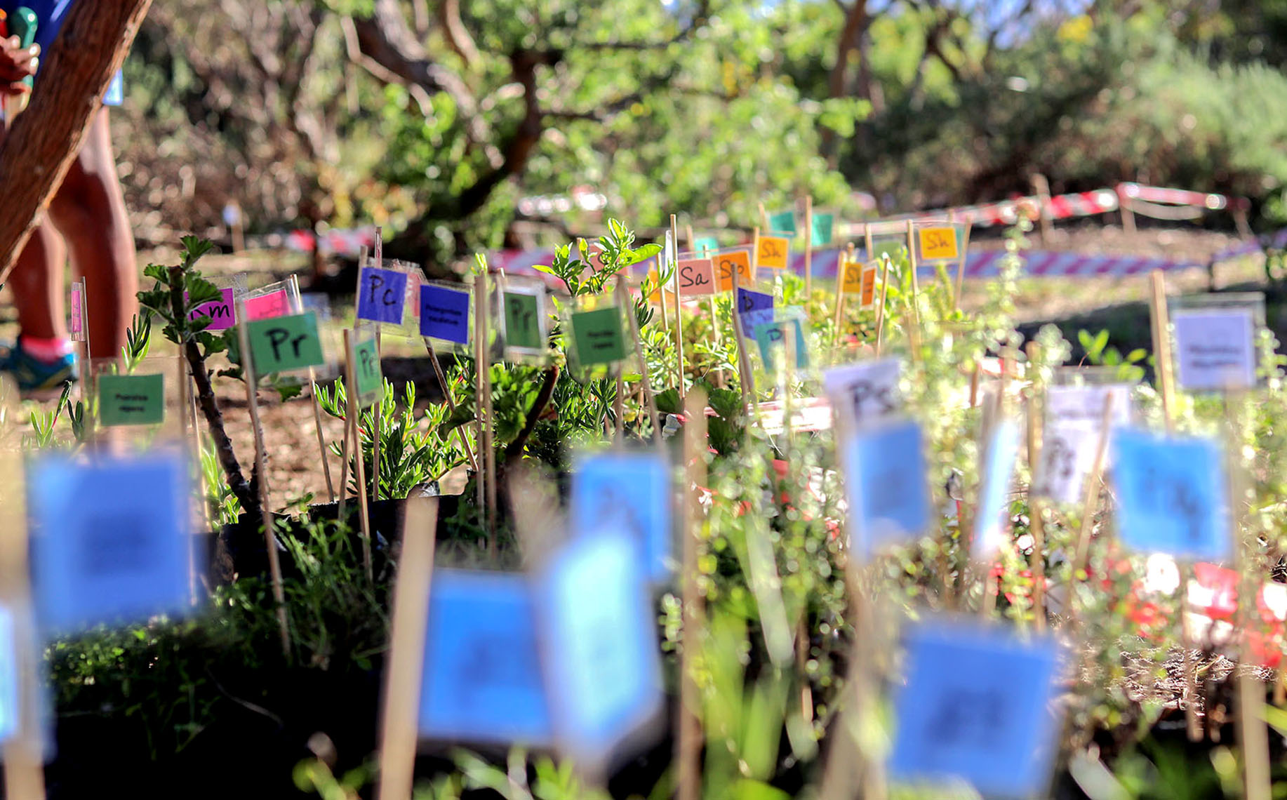 Natural heritage - reviving the Cape Flats’ endangered botanical biodiversity, species and landscapes