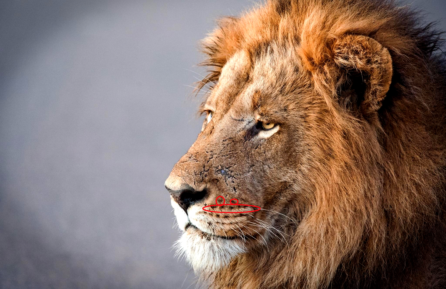 Looking for lions – the quest to count and ID big cats in Kruger