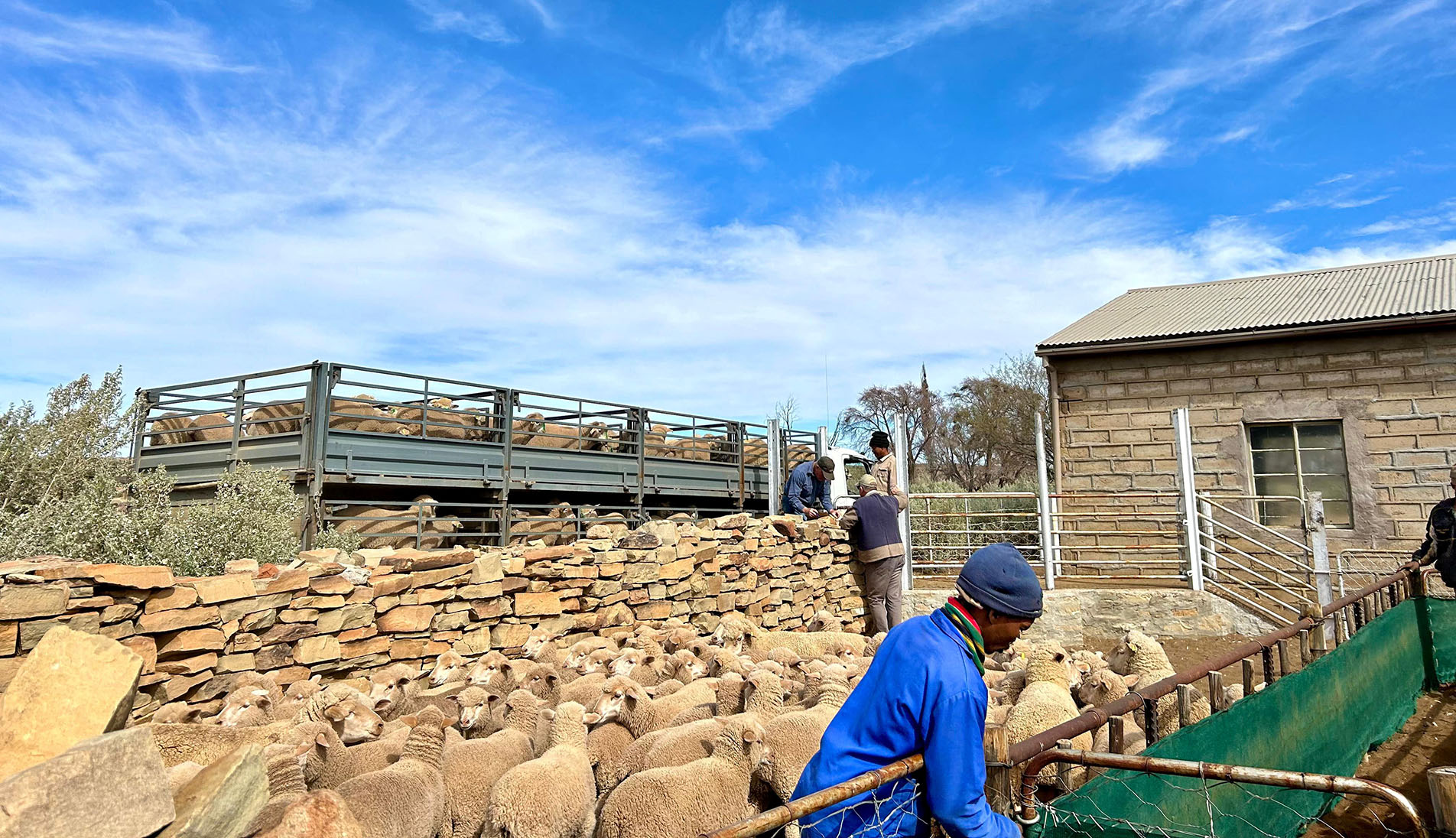 From farm to fork – Karoo sheep and lambs end up on plates around the world