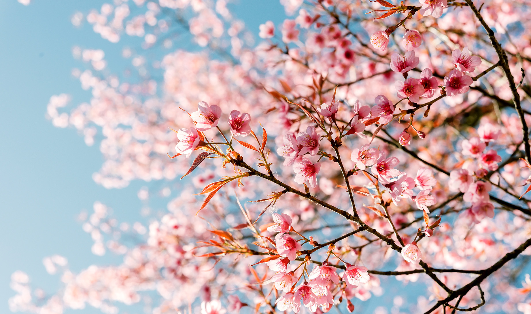 Loaded for Bear: August in Joburg is the new September as spring has already sprung