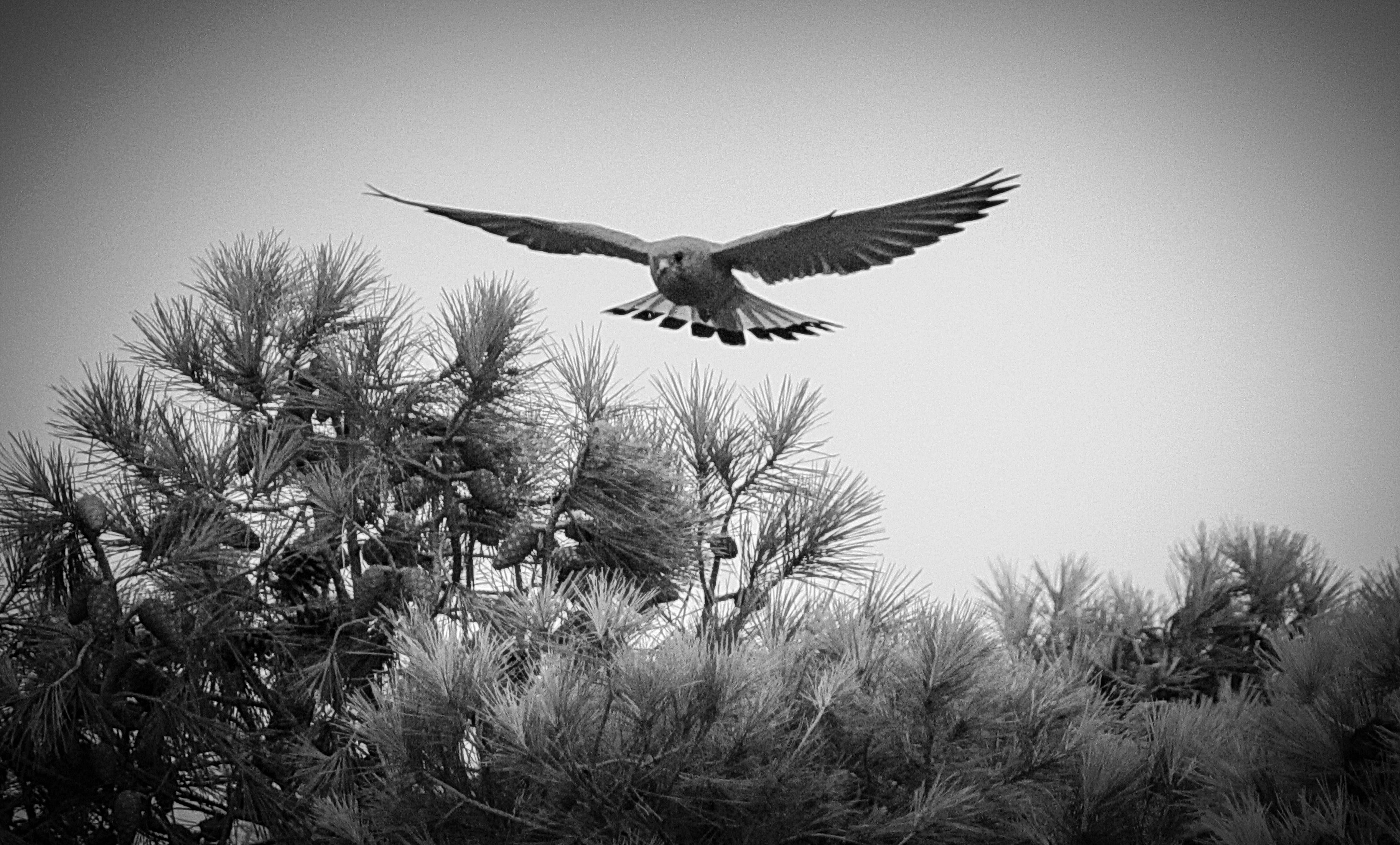 The mysterious decline of Eurasia’s Lesser Kestrels in the Karoo