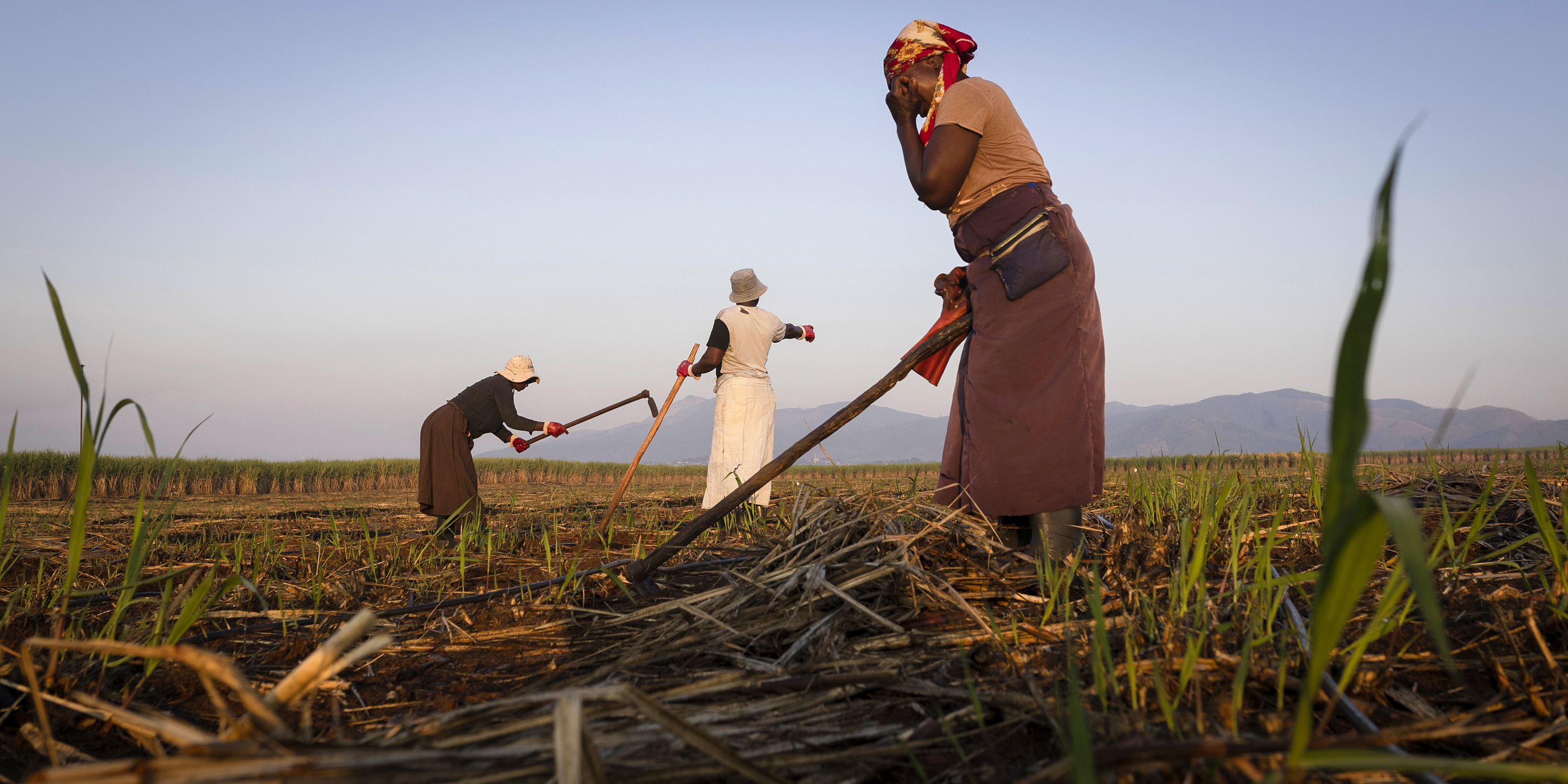 El Niño's legacy - SA sugar production seen 10% below average this season as KZN remains dry