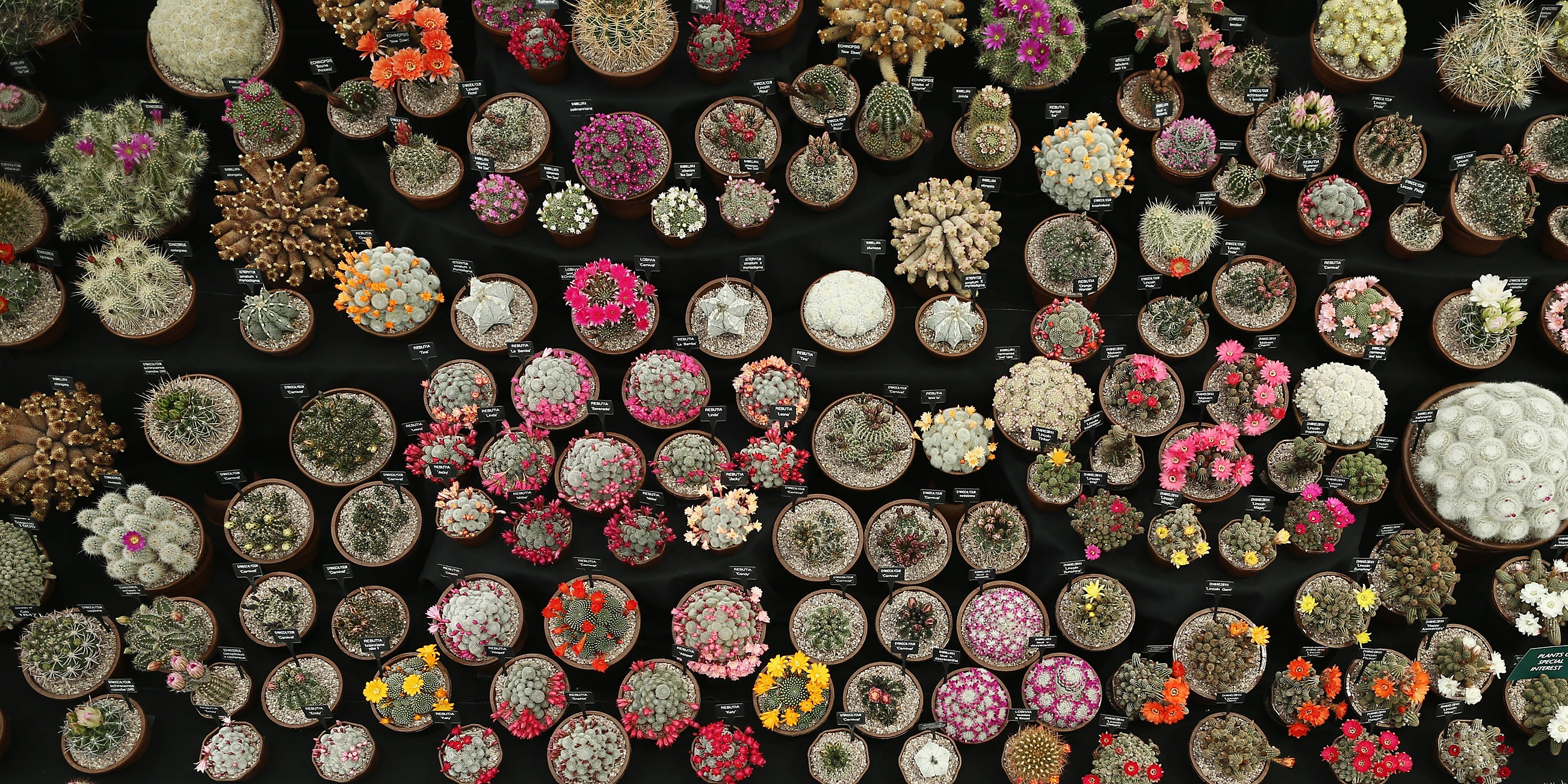 How an algorithm is fighting the illegal sale of succulents blooming online