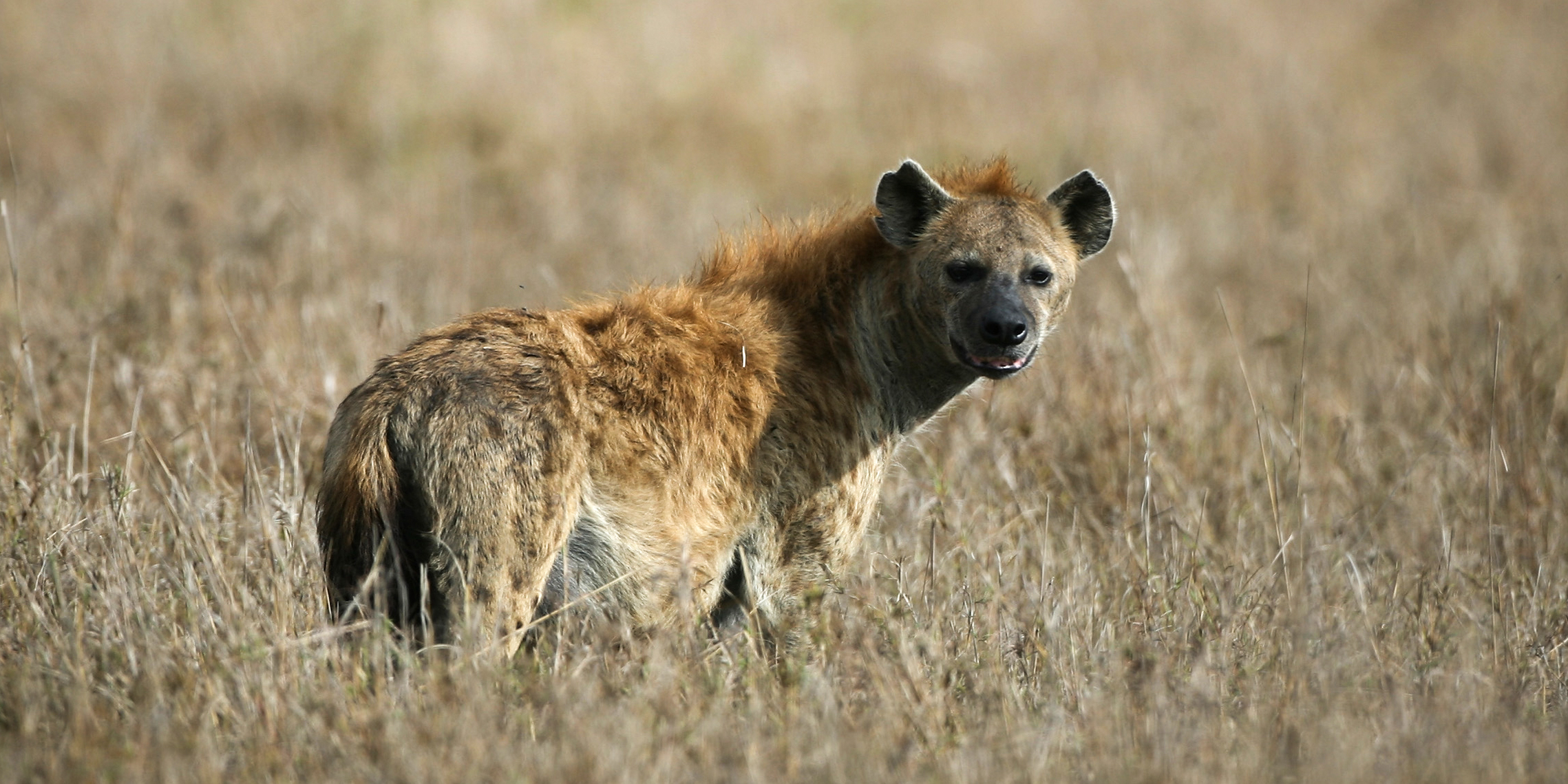 Malawi man killed by hyenas heralds new horror in human/elephant conflict zone 