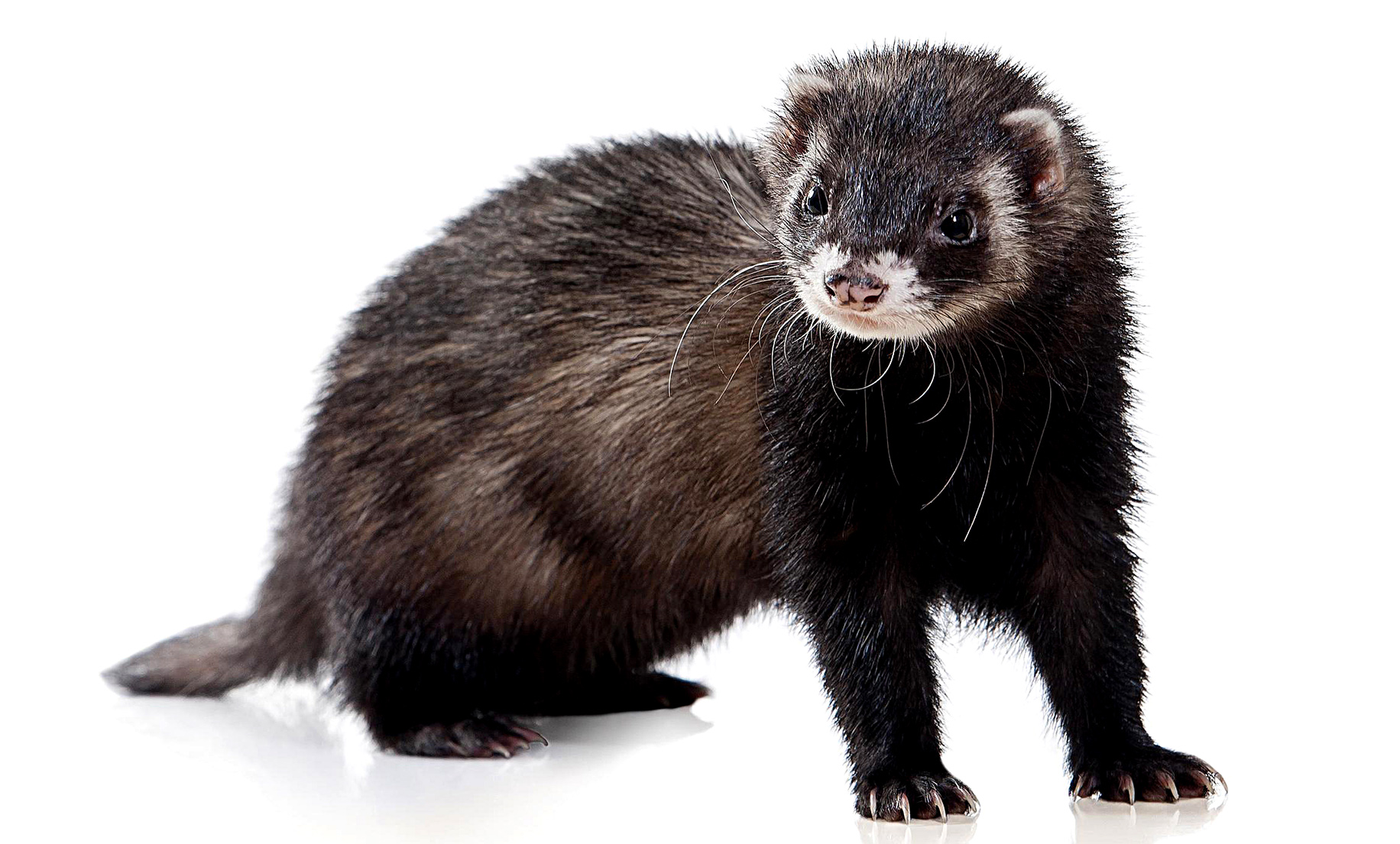 Don’t keep ferrets, warns CapeNature as rise in encounters sparks fears of ecological threat