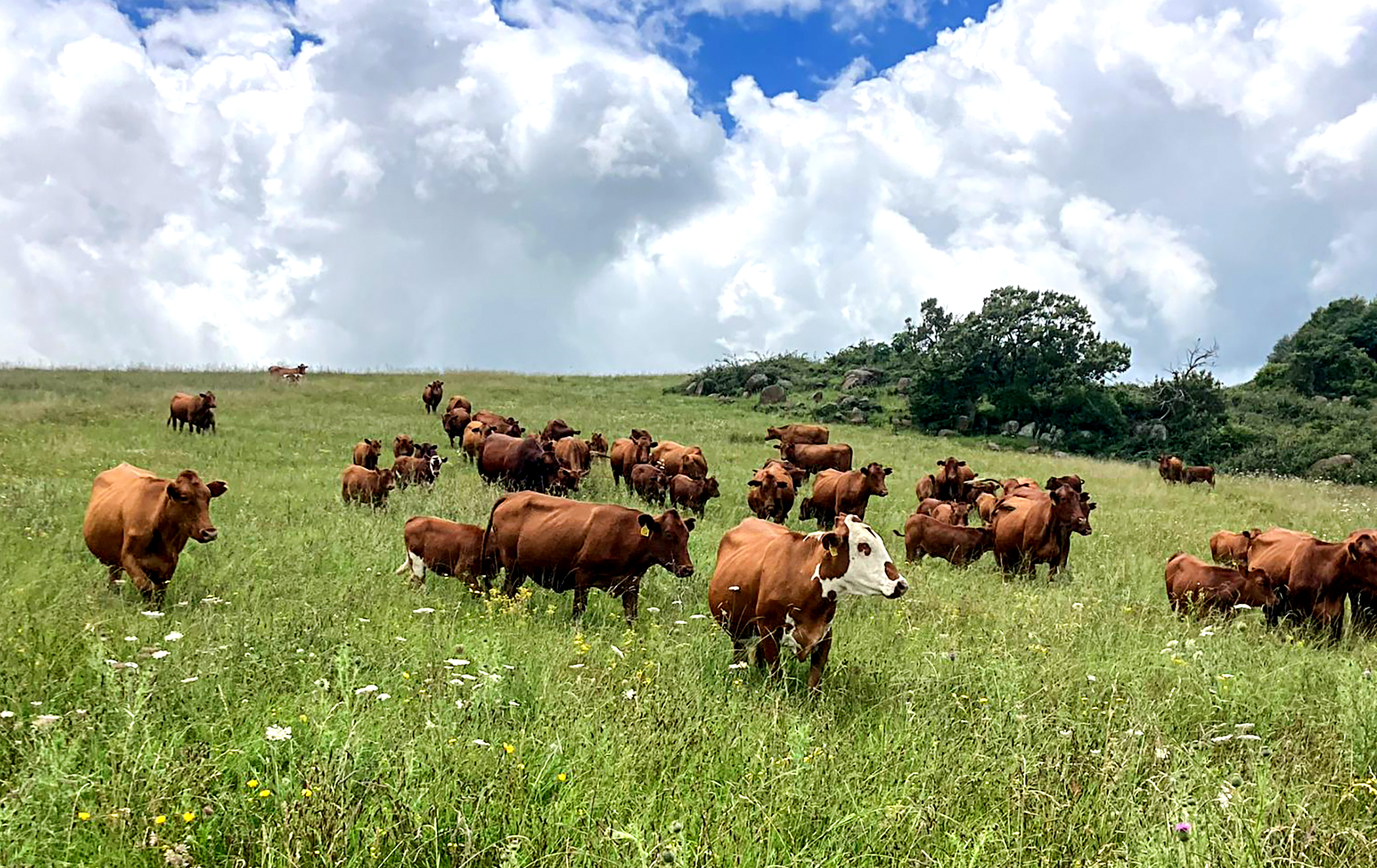 After the Bell: Free-range means there’s room to roam? Don’t believe everything you read