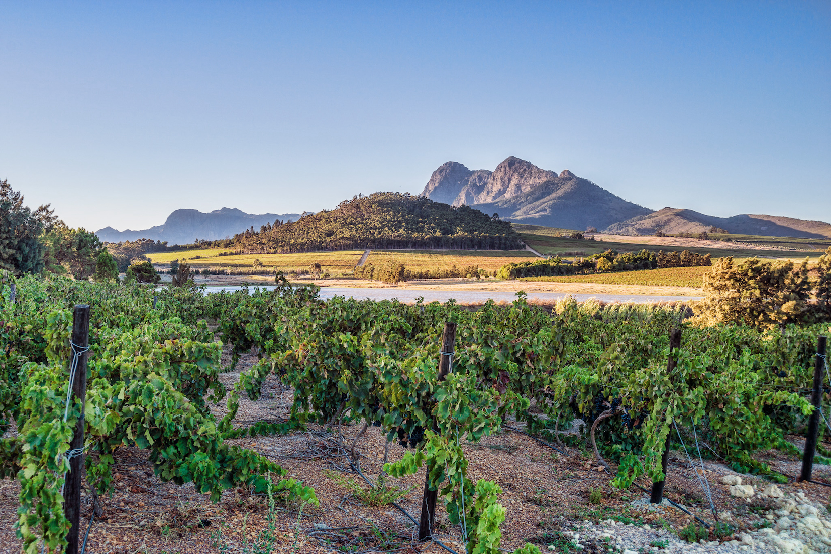 Higher temperatures pose a raft of challenges for vineyards  - and wine industry jobs