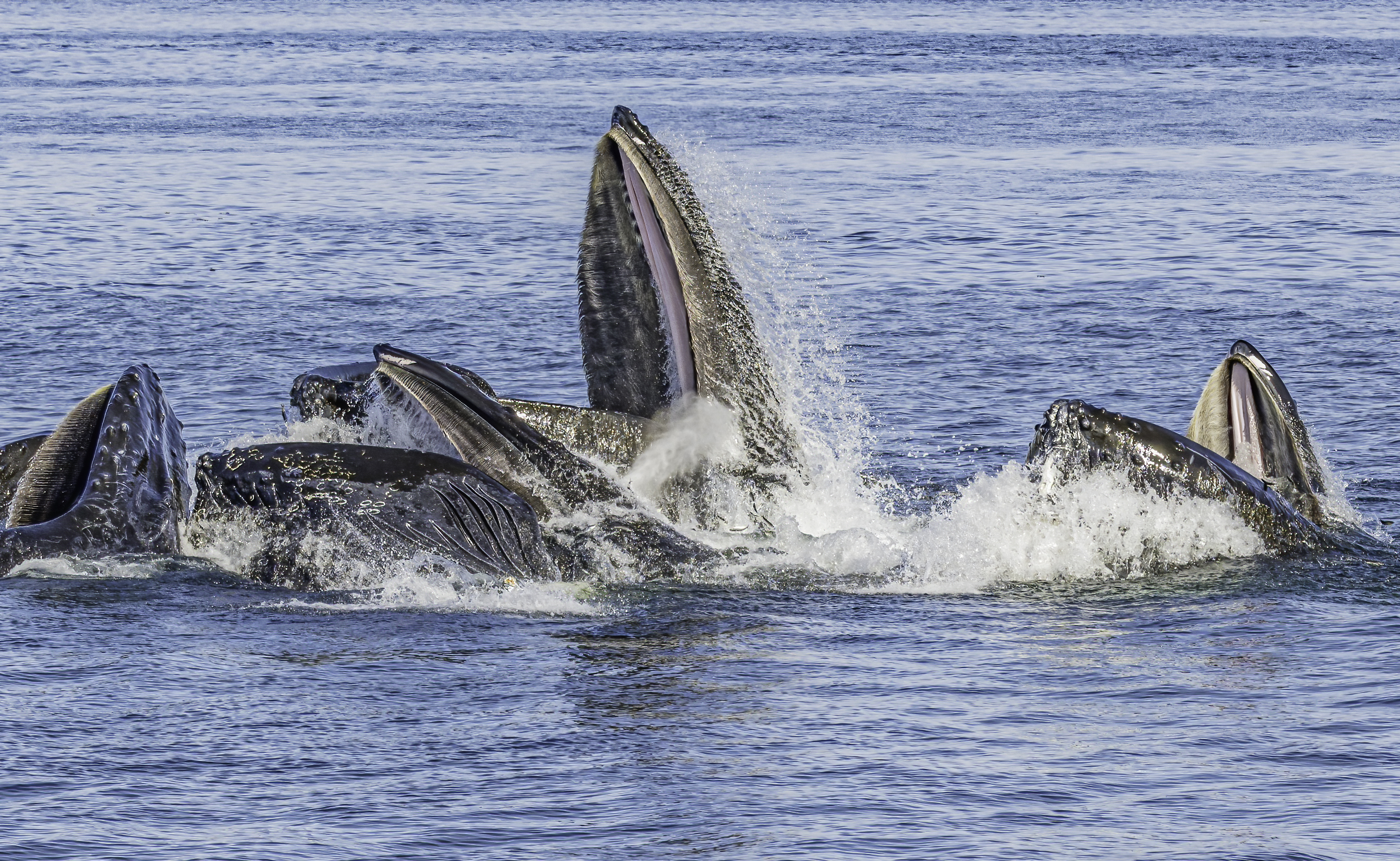 Landmark High Seas Treaty ratified, opening a new era for ocean governance